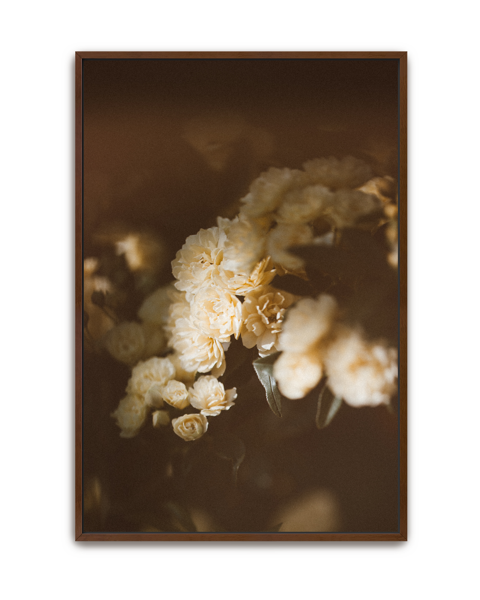evening-climb-walnut-canvas.png