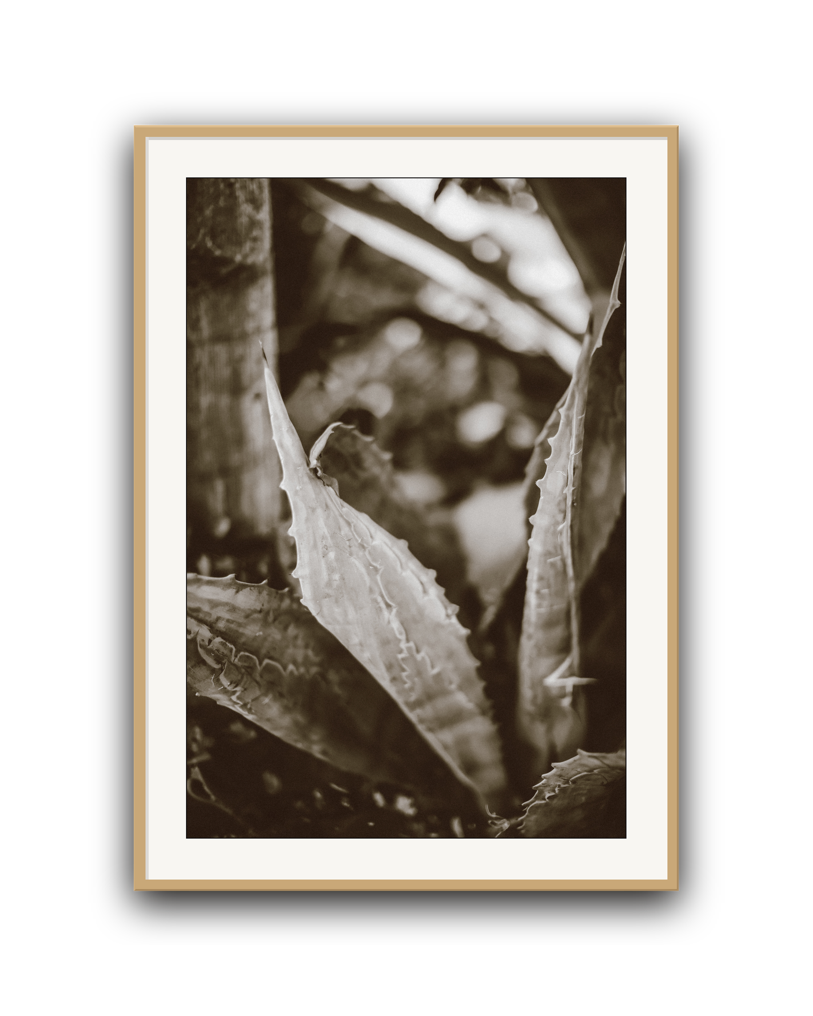 aloe-noir-oak-matted.png