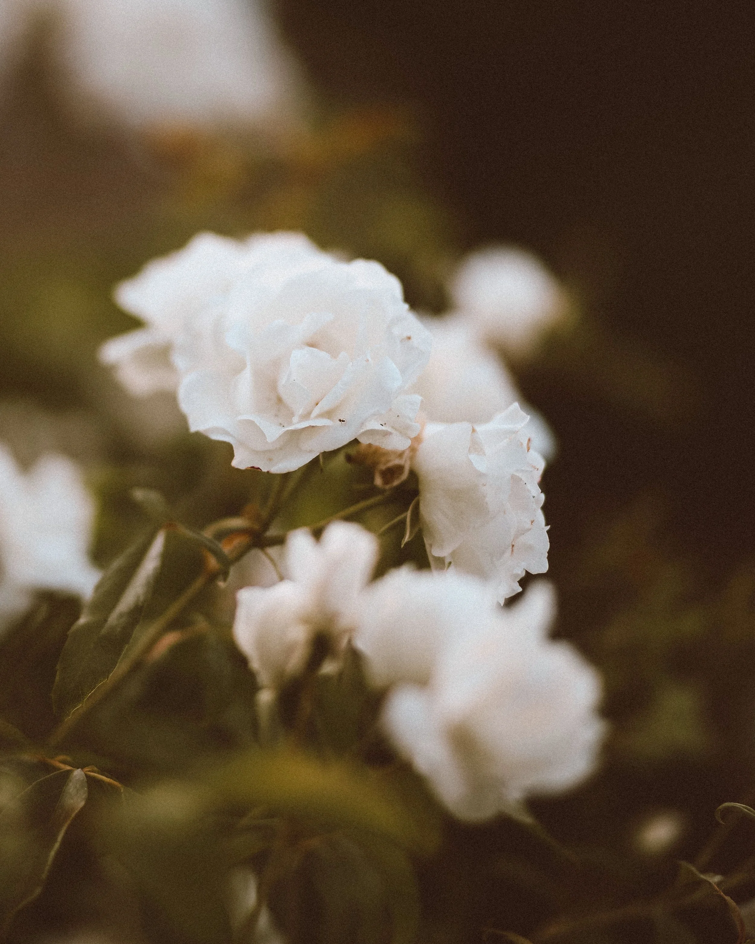 Full bloom.jpg