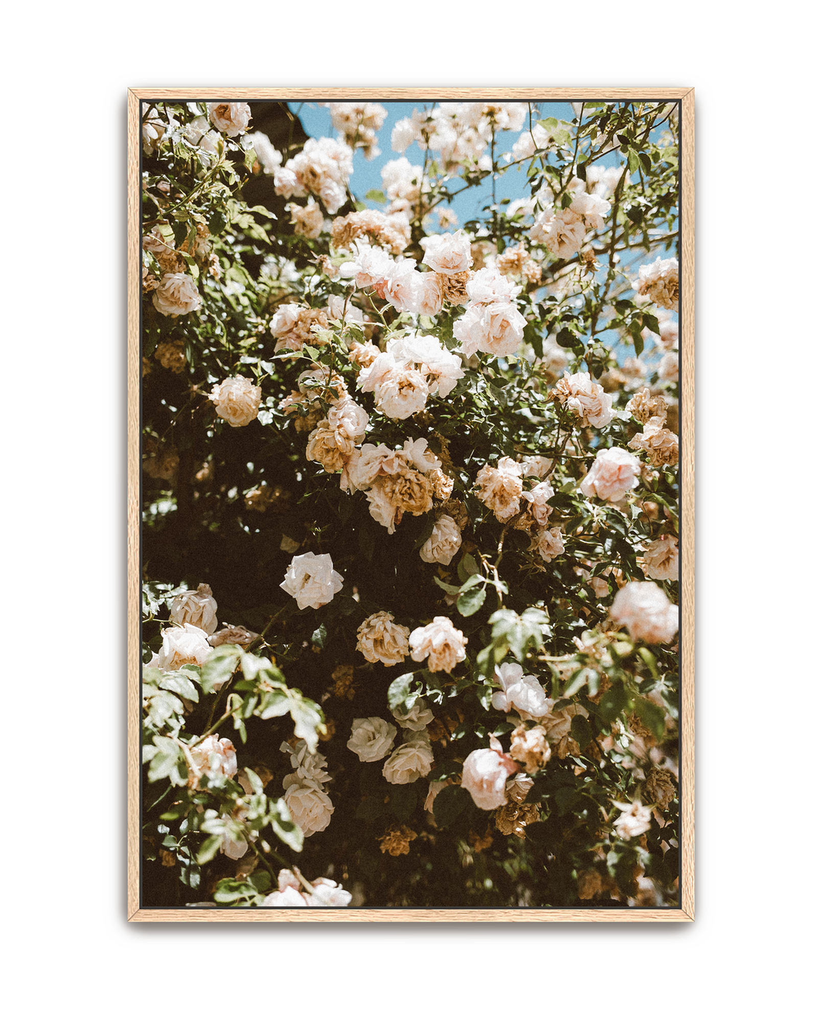endless-garden-oak-canvas.png