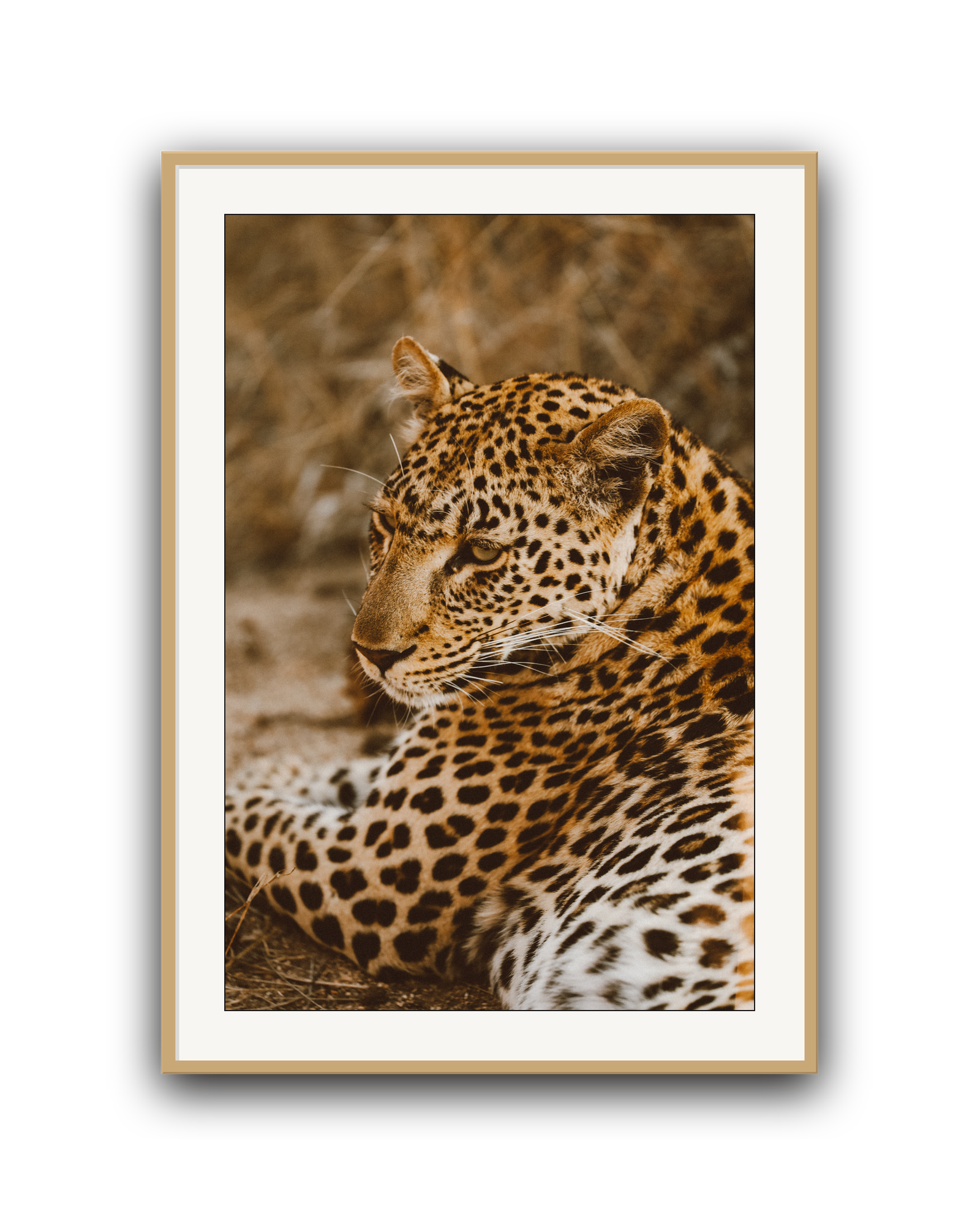 leopard-oak-matted.png