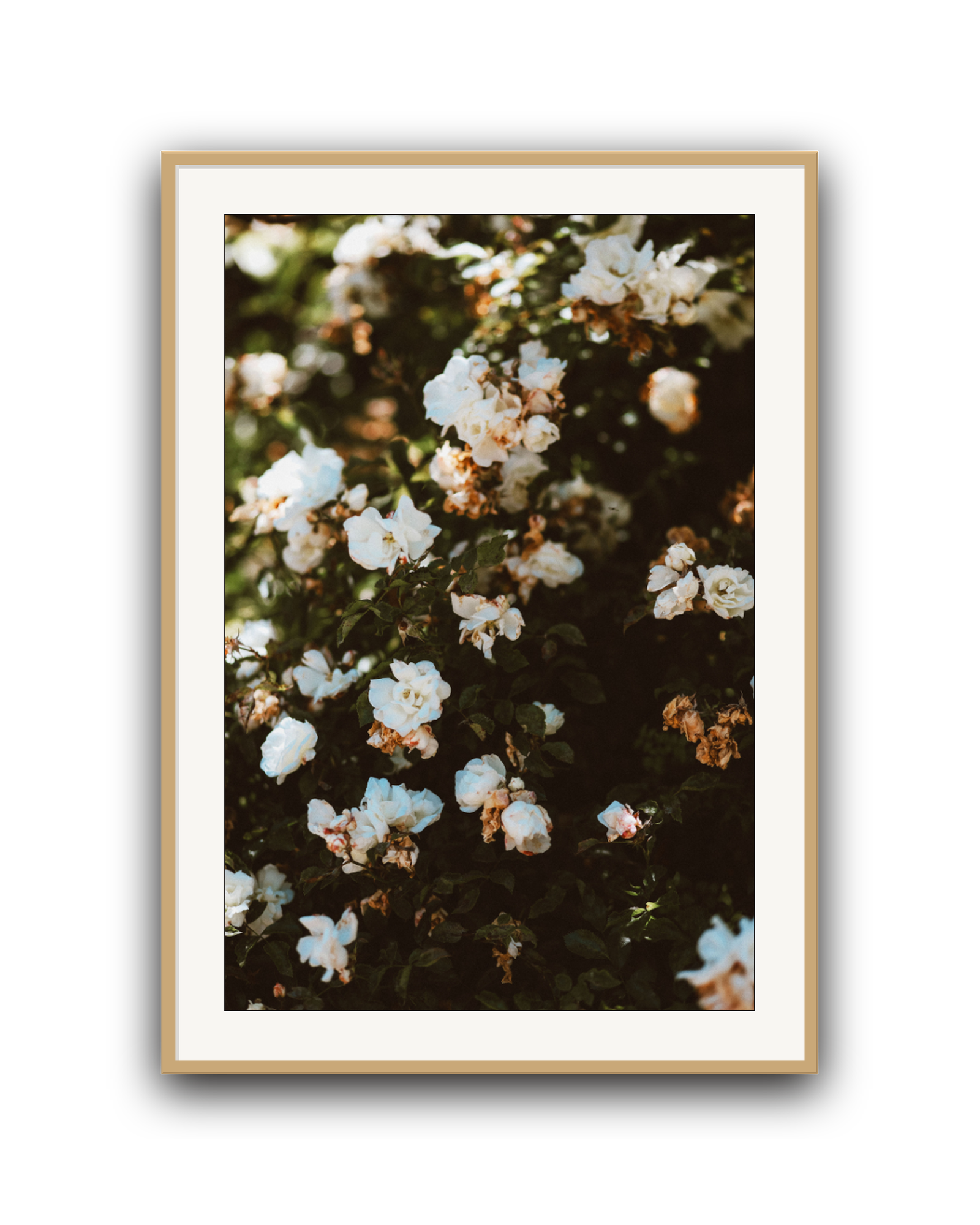 wild-white-oak-matted.png