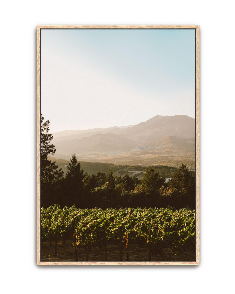 harvest-glow-oak-canvas.png