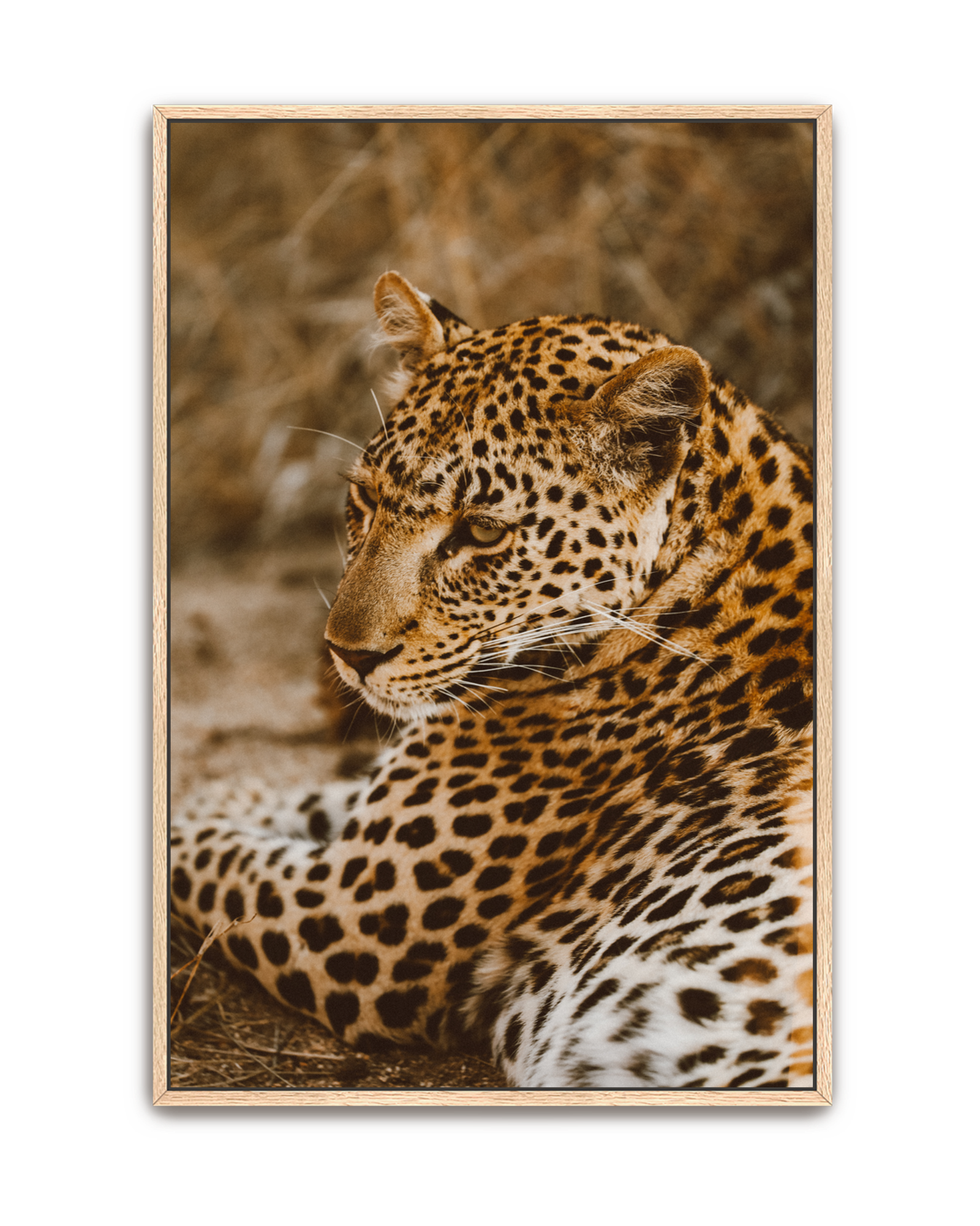 leopard-oak-canvas.png