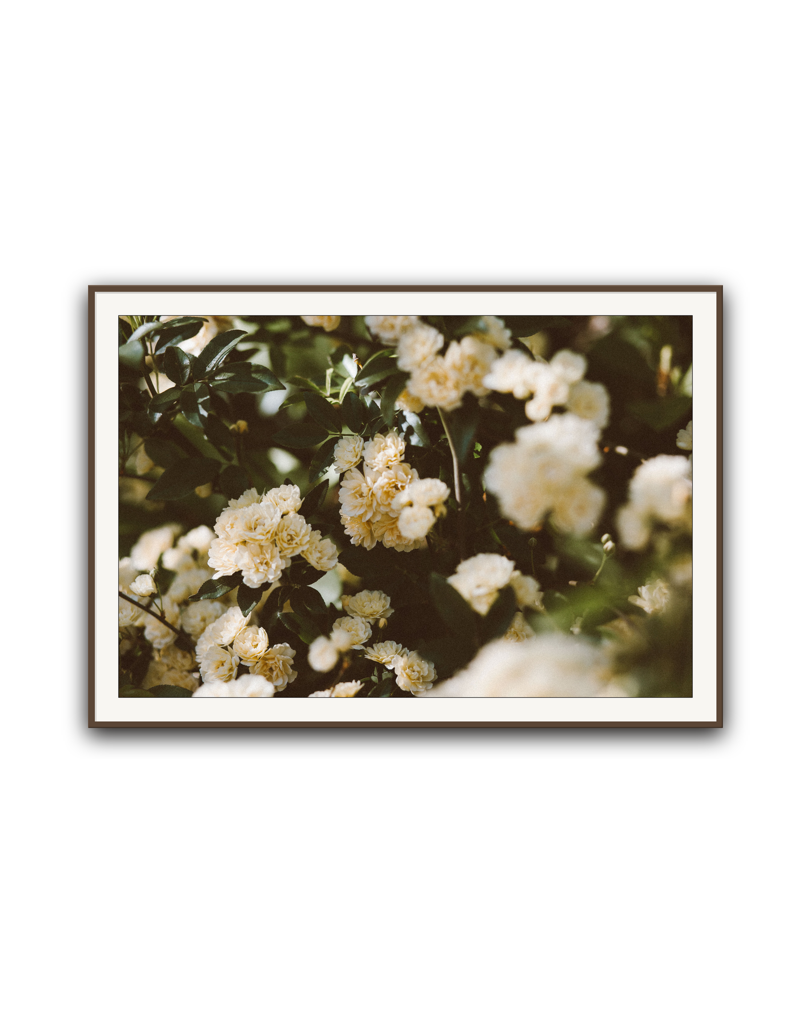 abundance-walnut-matted.png
