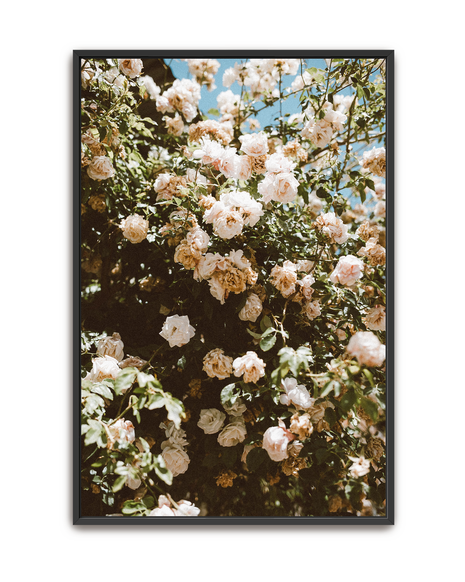 endless-garden-black-canvas.png