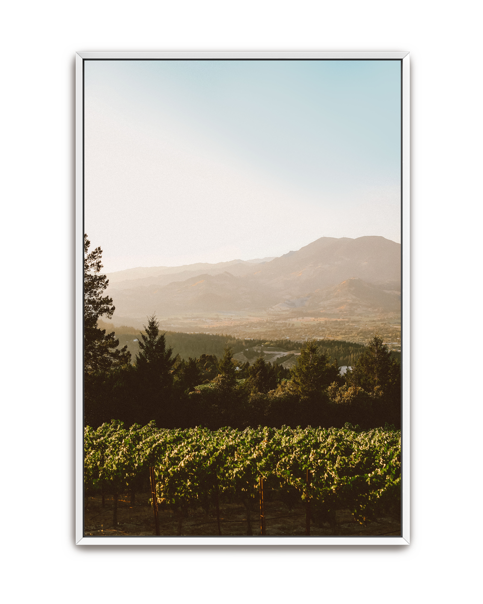 harvest-glow-white-canvas.png