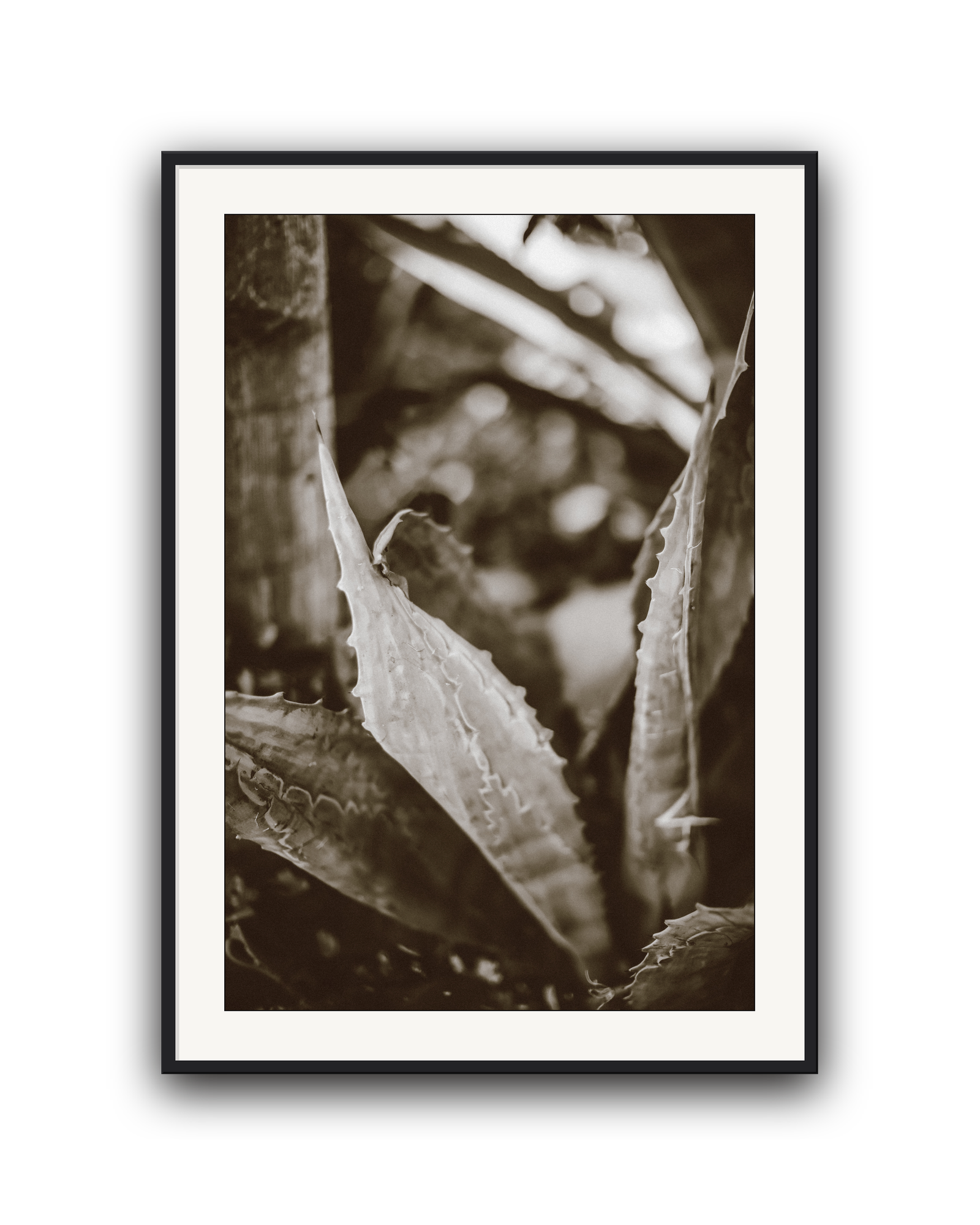 aloe-noir-black-matted.png
