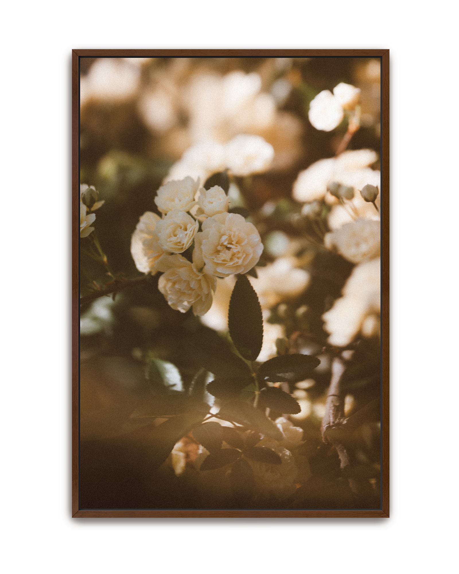 golden-hour-walnut-canvas.png
