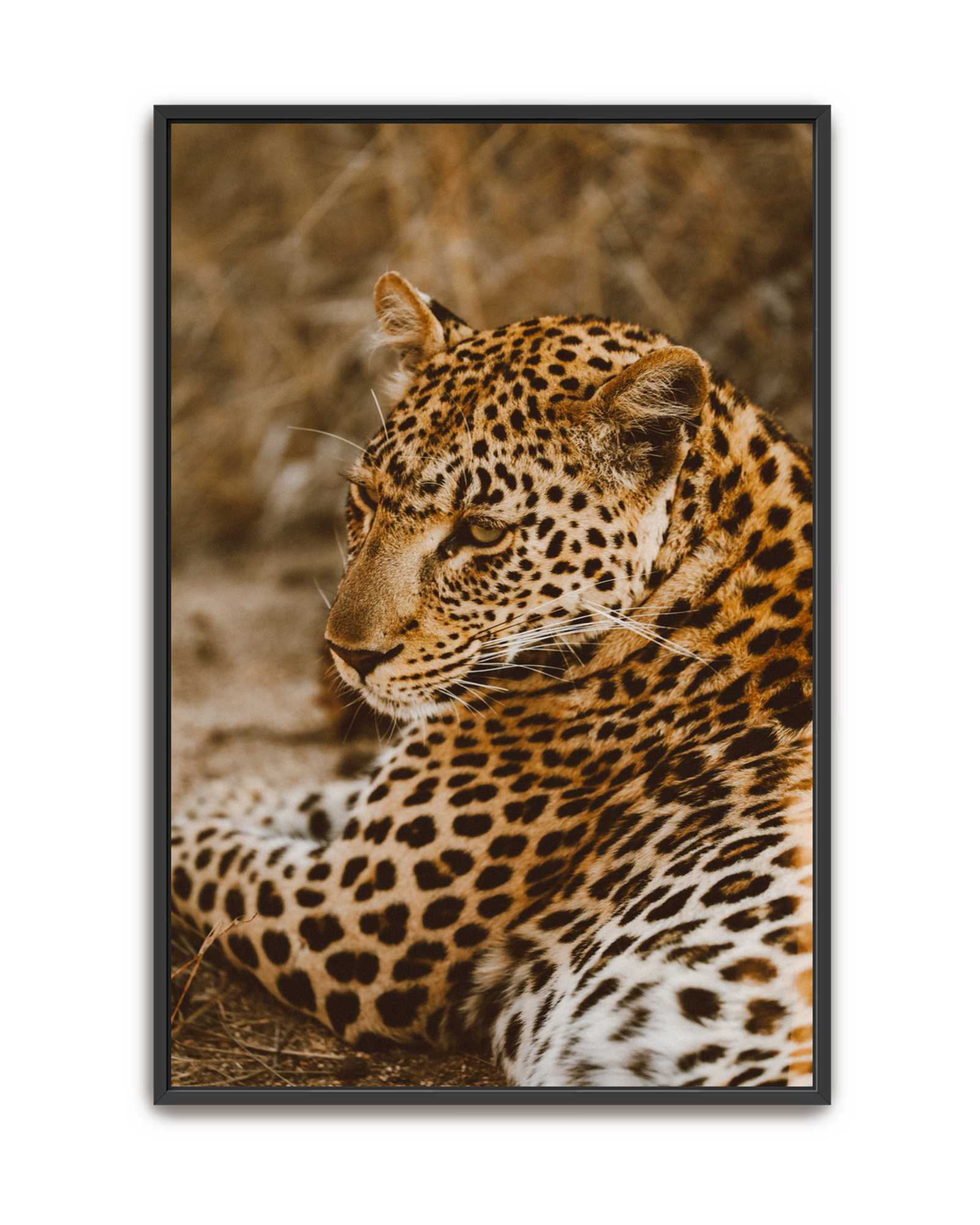 leopard-black-canvas.png