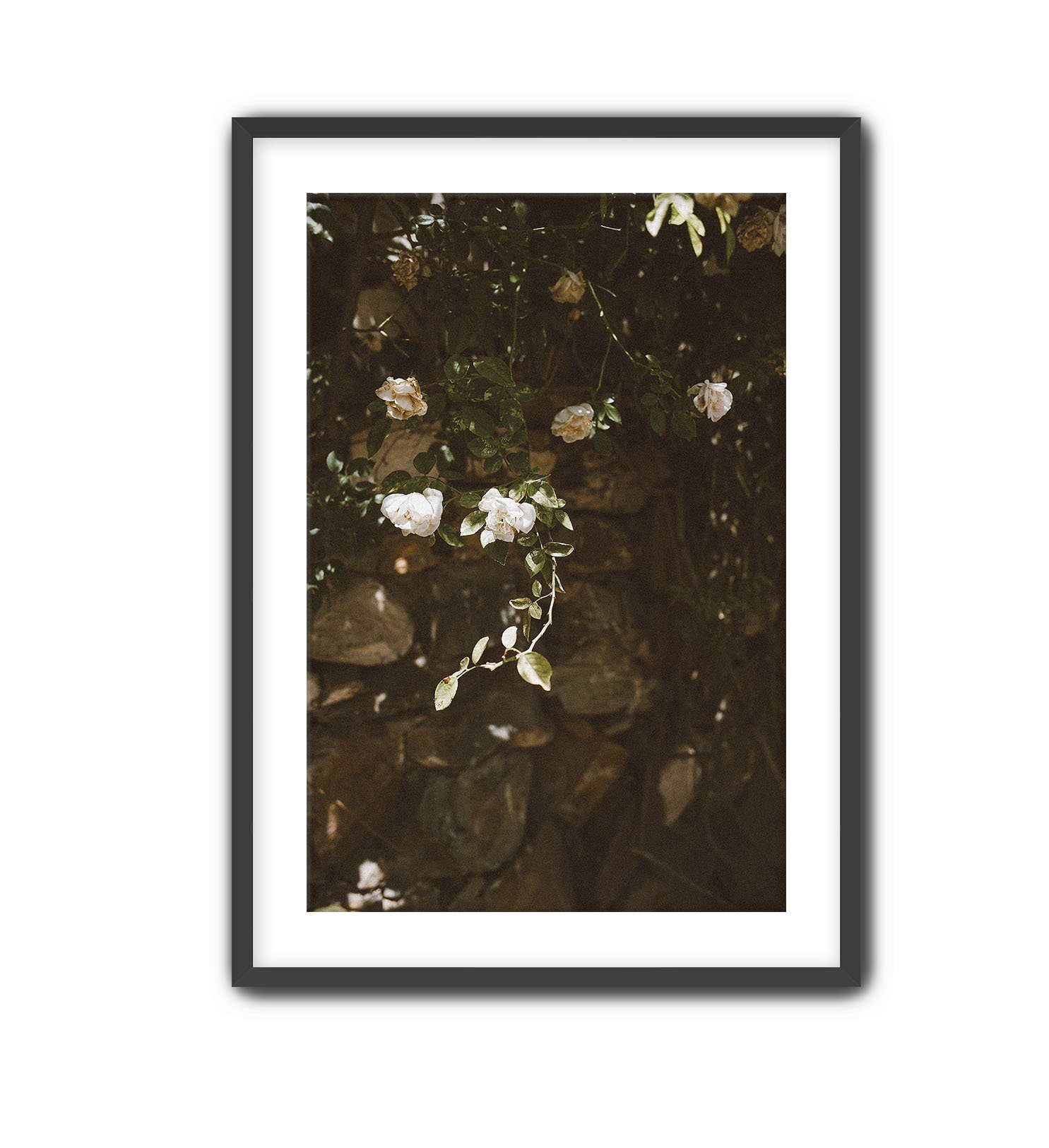 Black Frame Vintage Rose.jpg