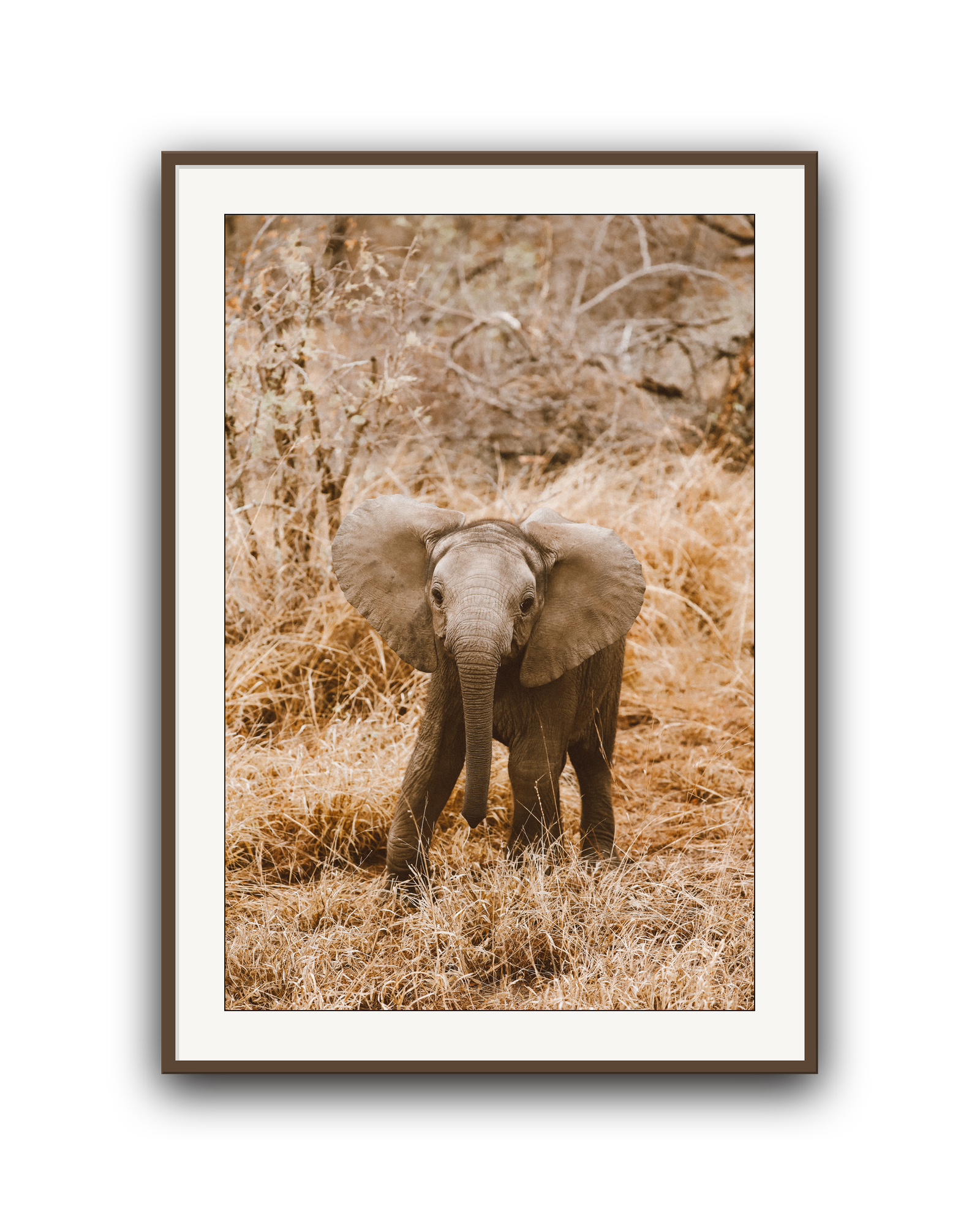 elephant-walnut-matted.png