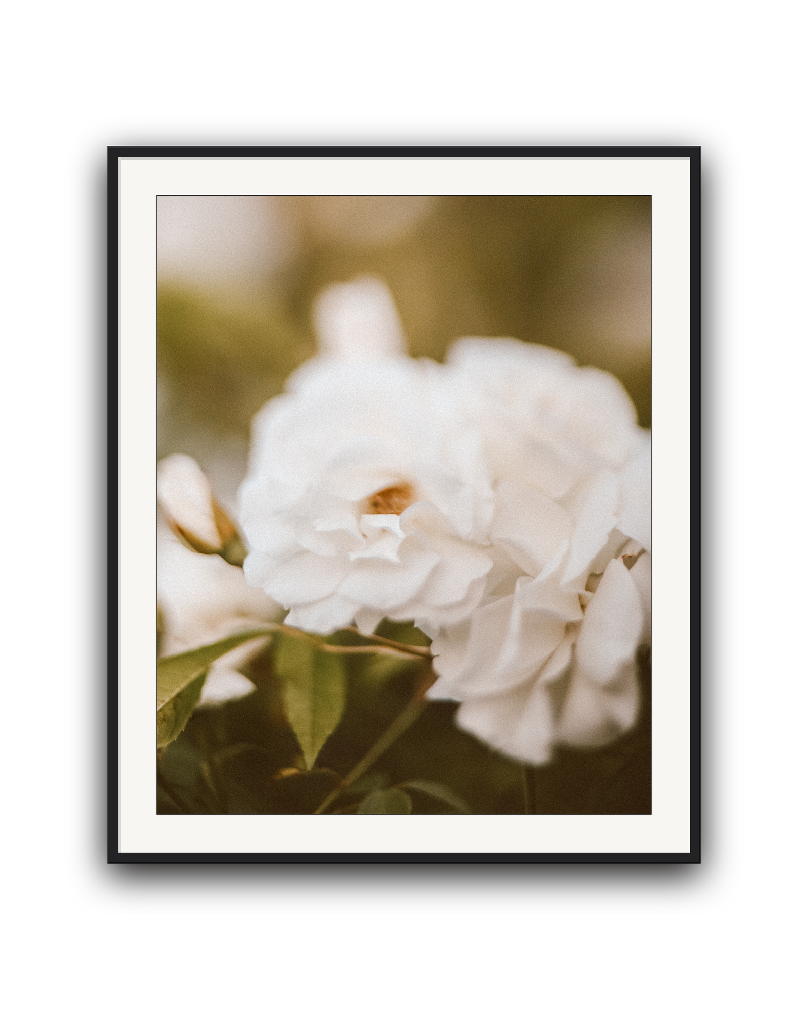 cream-petal-black-matted.png
