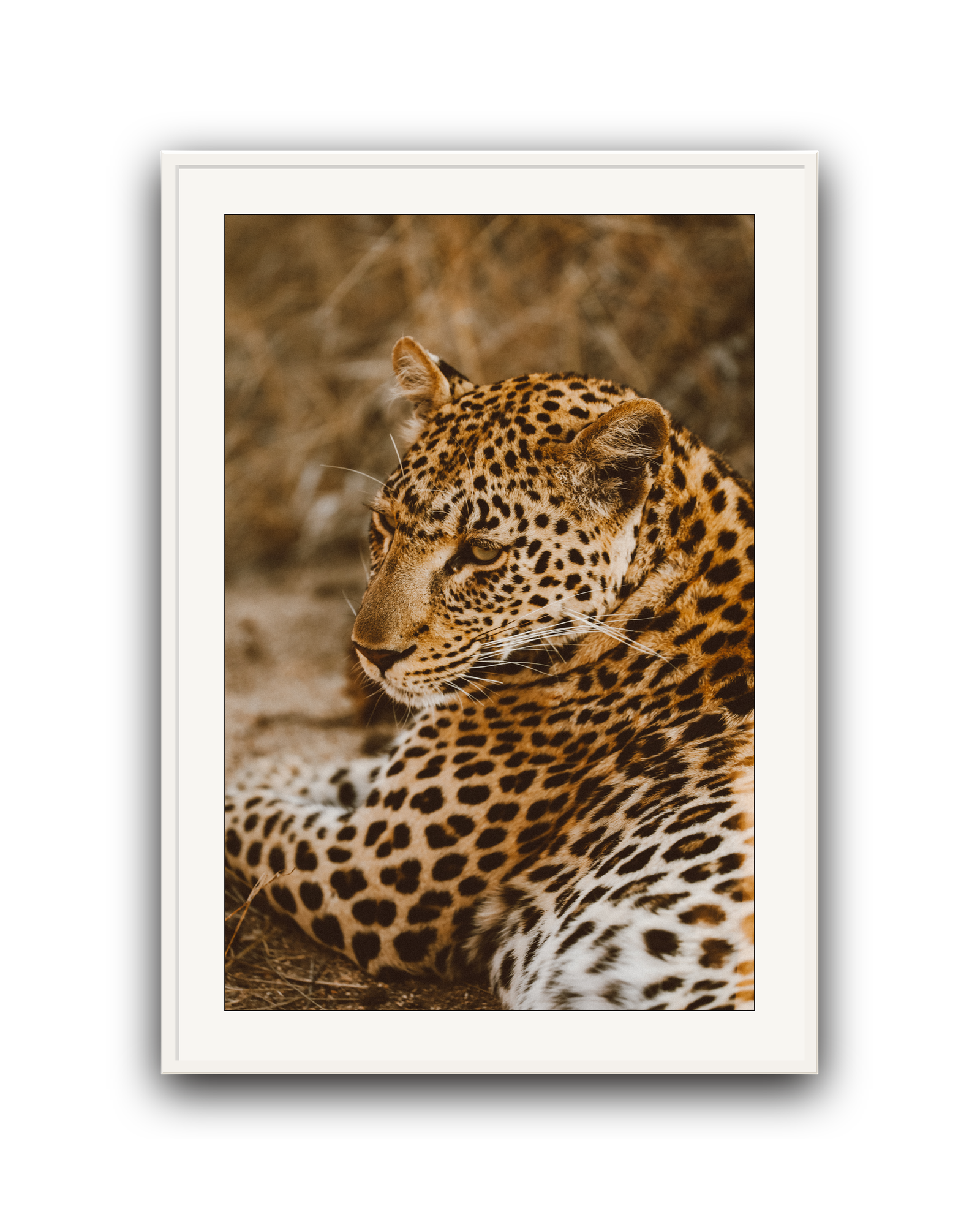 leopard-white-matted.png