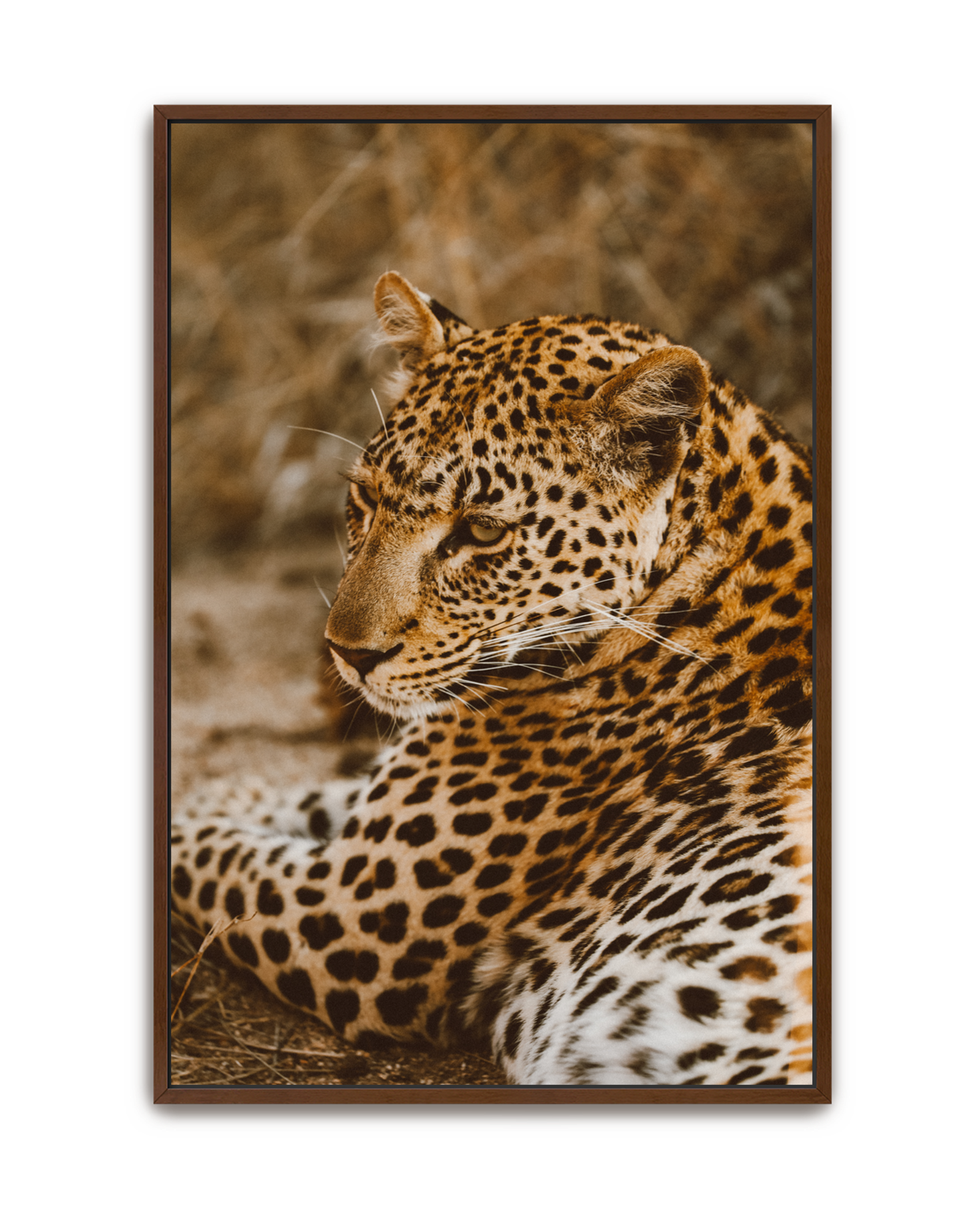 leopard-walnut-canvas.png