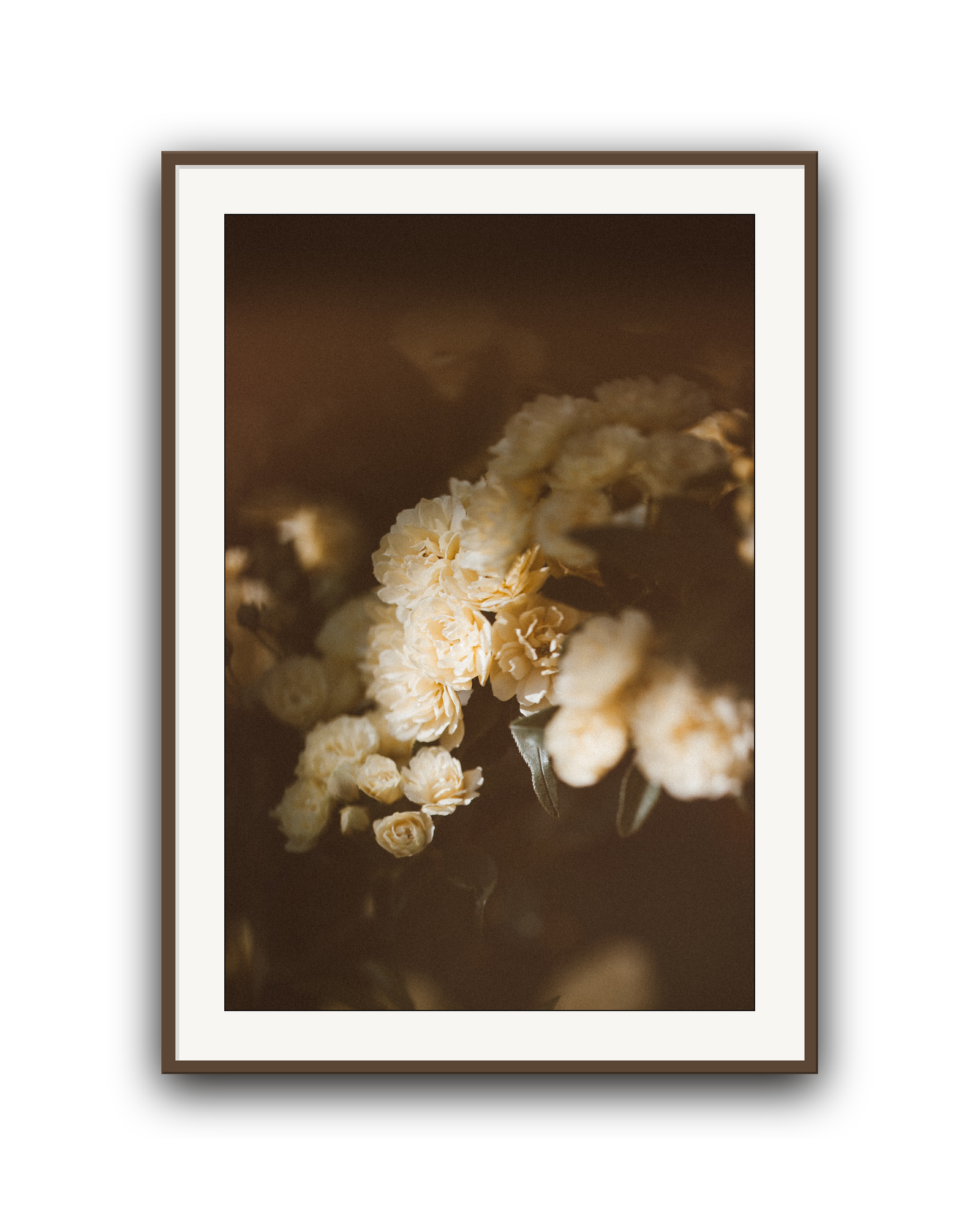 evening-climb-walnut-matted.png