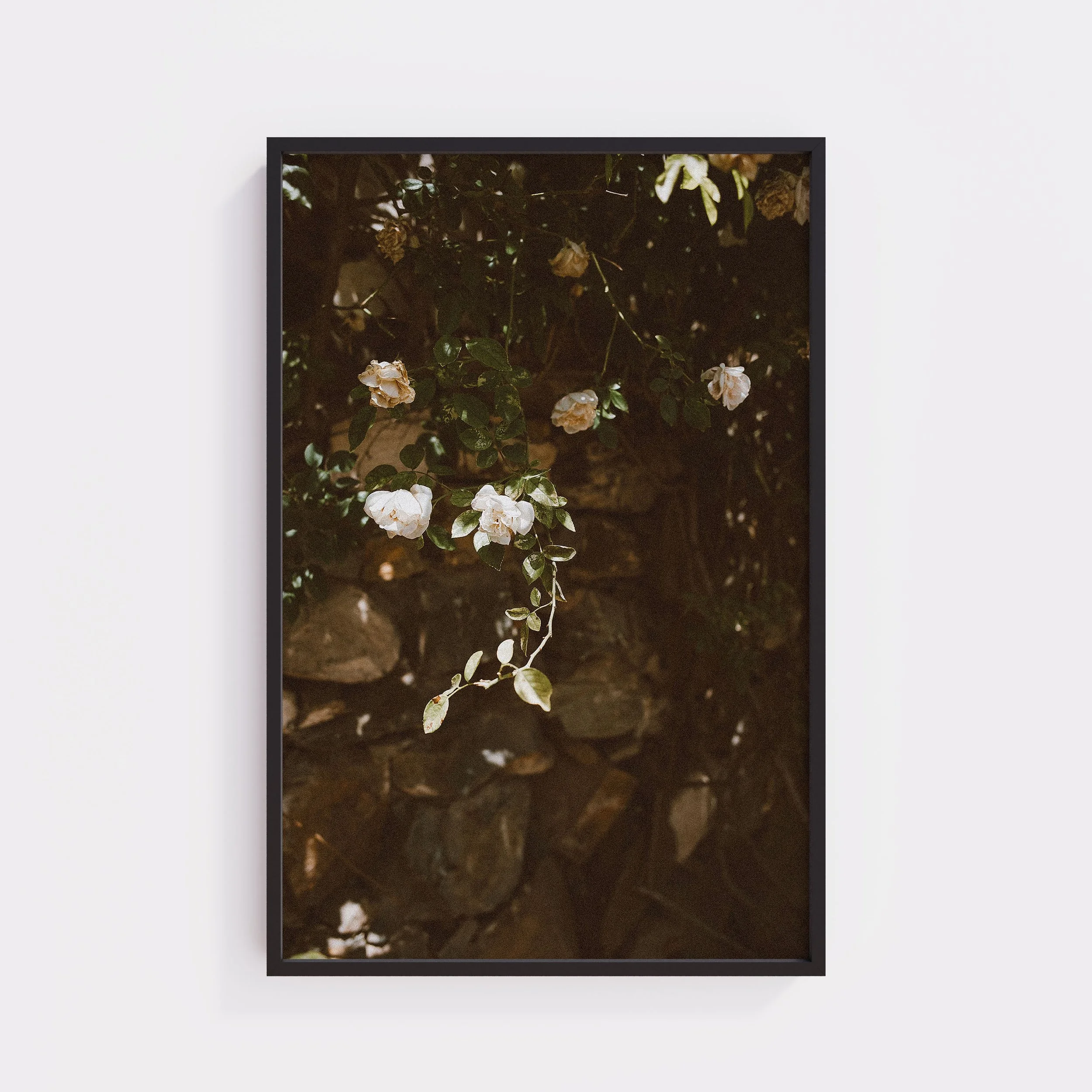 XL Black Print White Rose.jpg