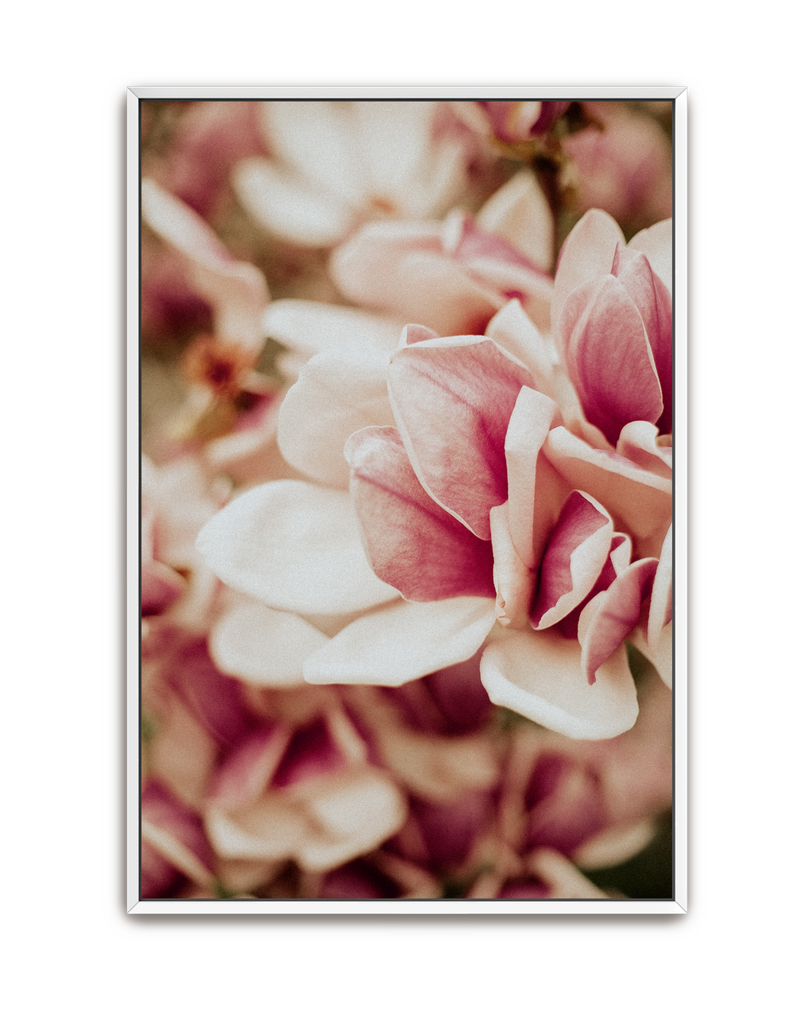pink-velvet-white-canvas.png