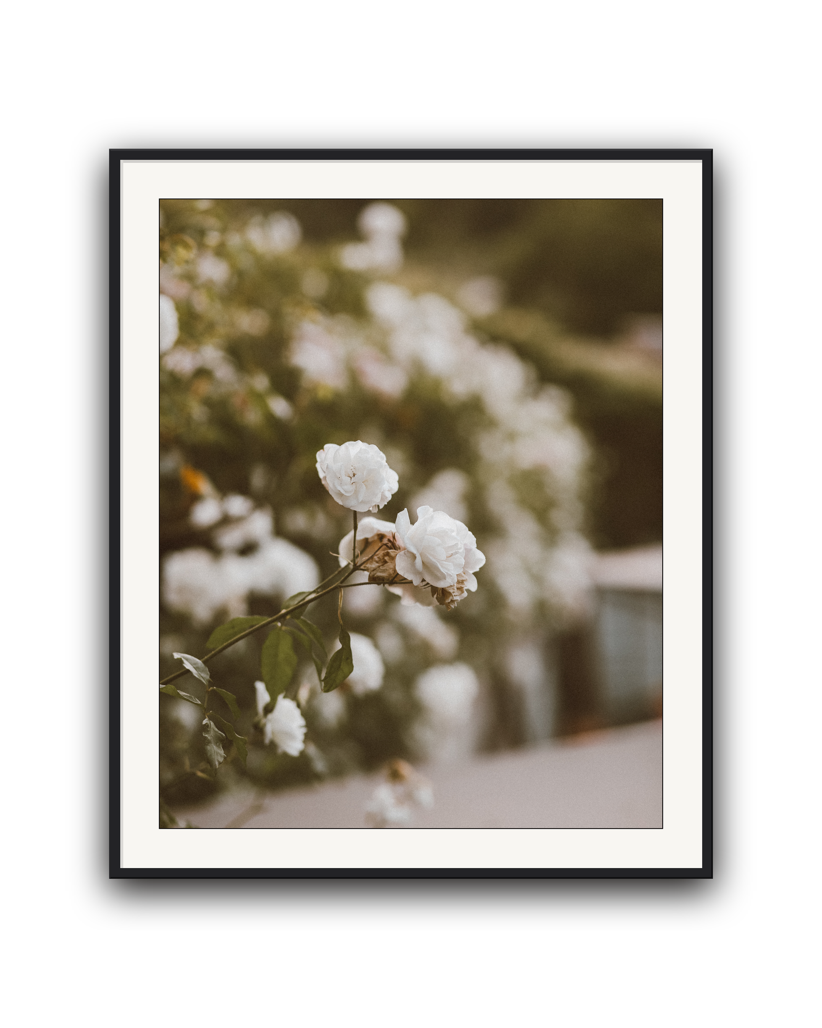 snowdrift-black-matted.png
