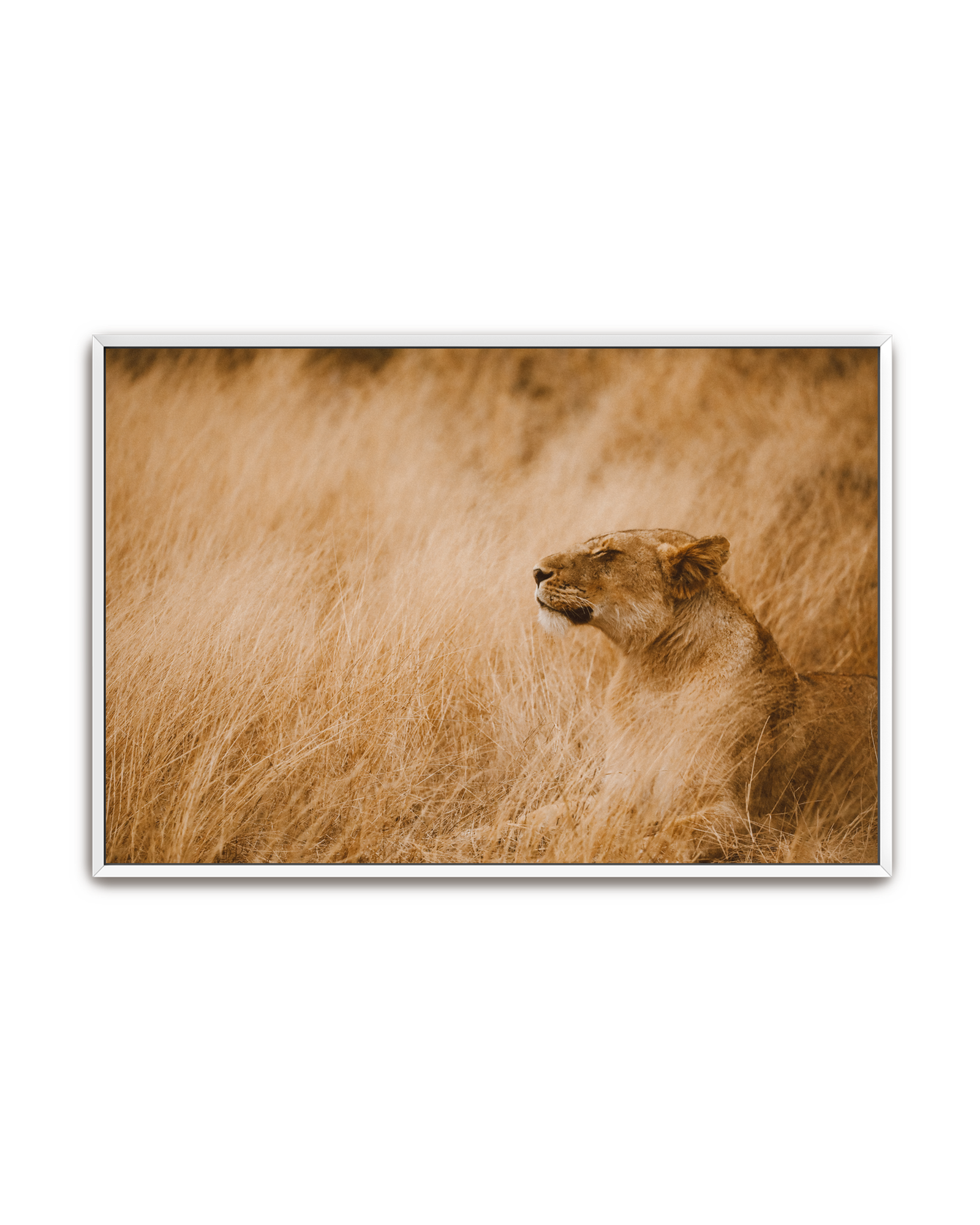 lioness-white-canvas.png
