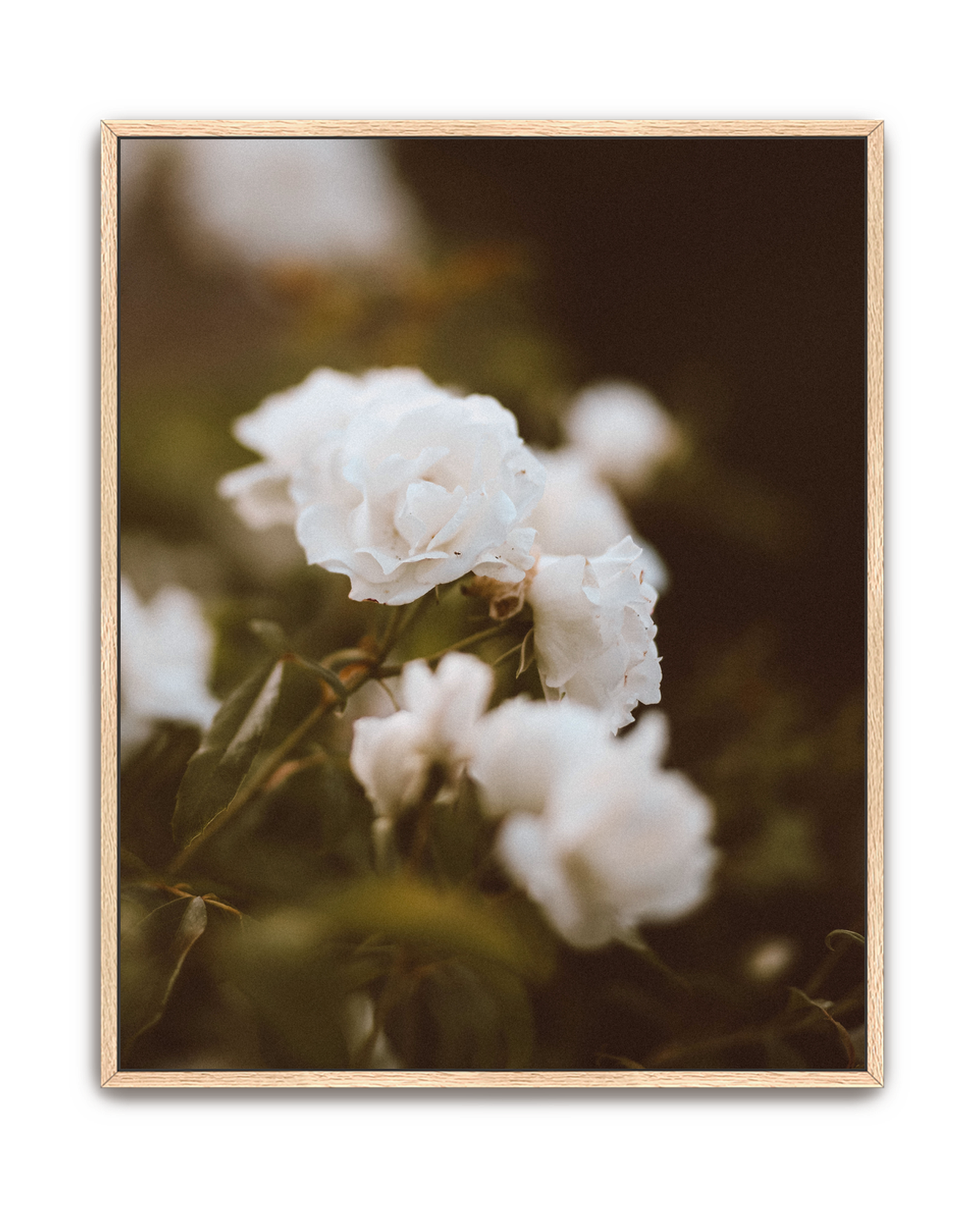full-bloom-oak-canvas.png