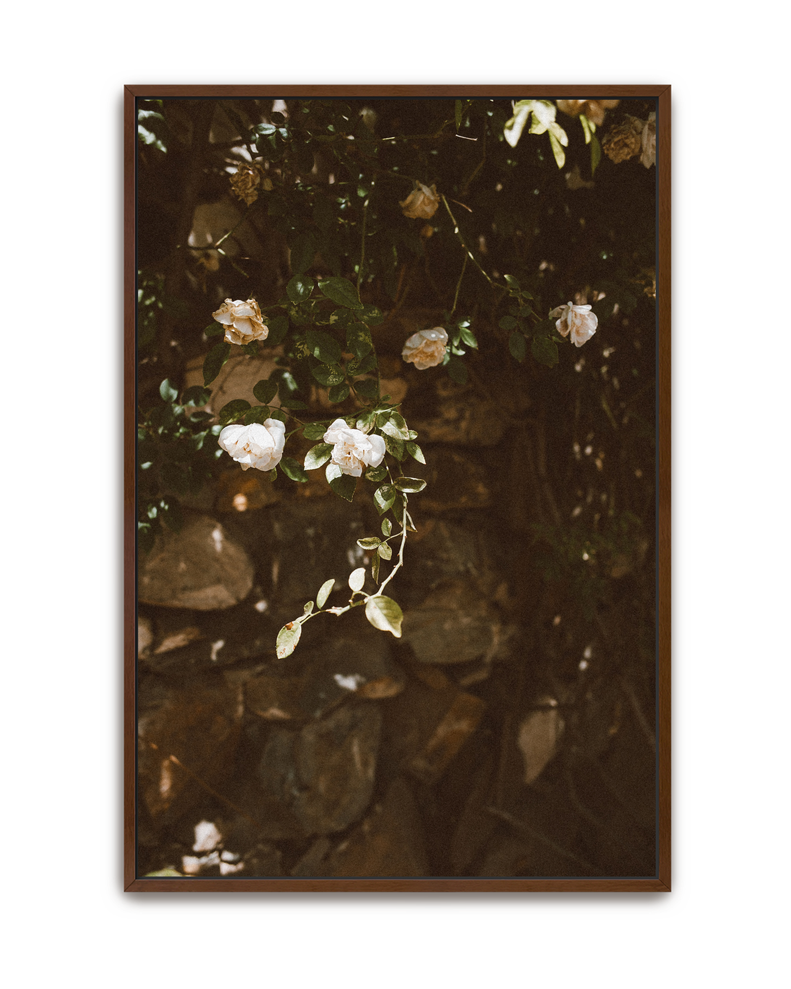 quiet-garden-walnut-canvas.png