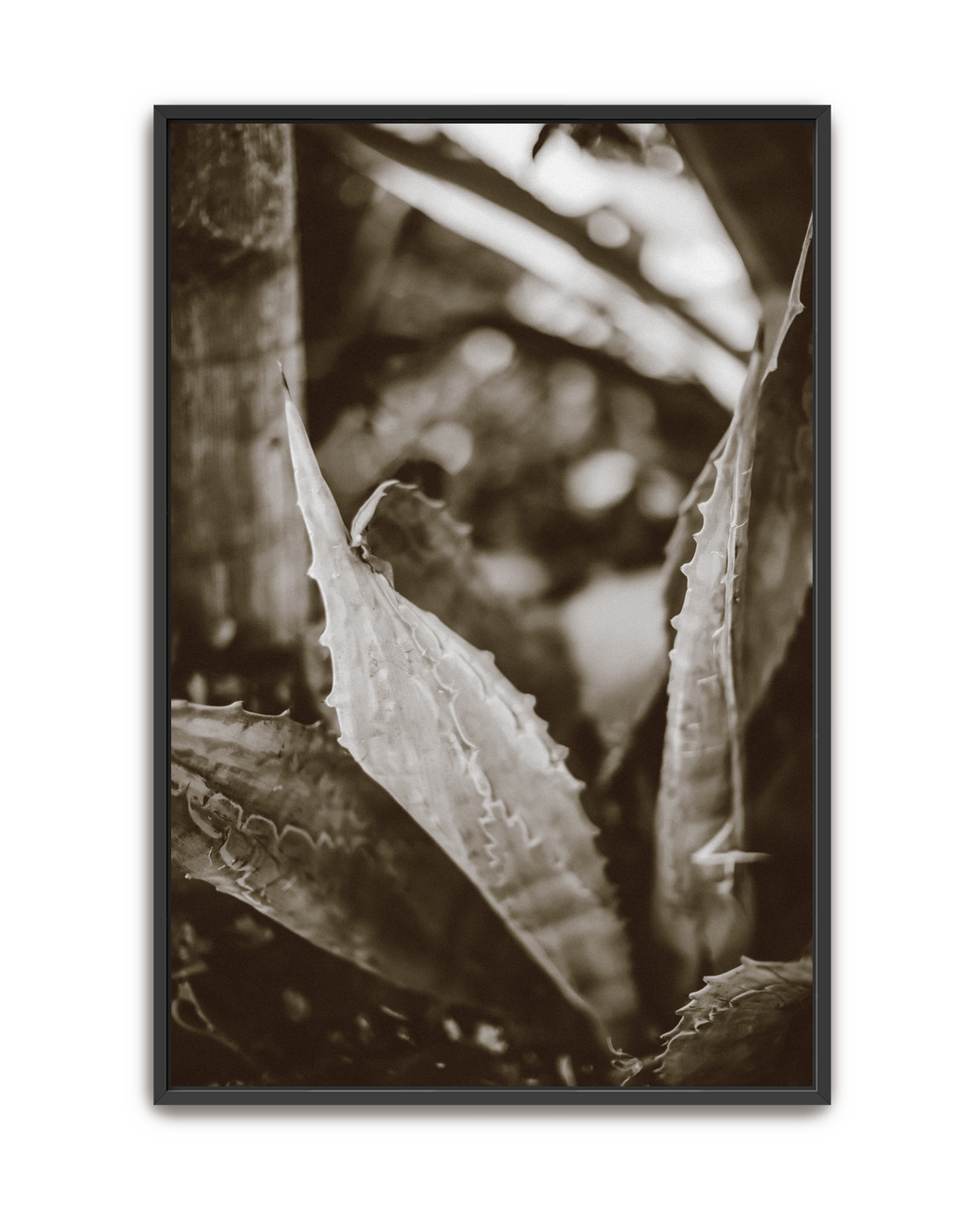 aloe-noir-black-canvas.png
