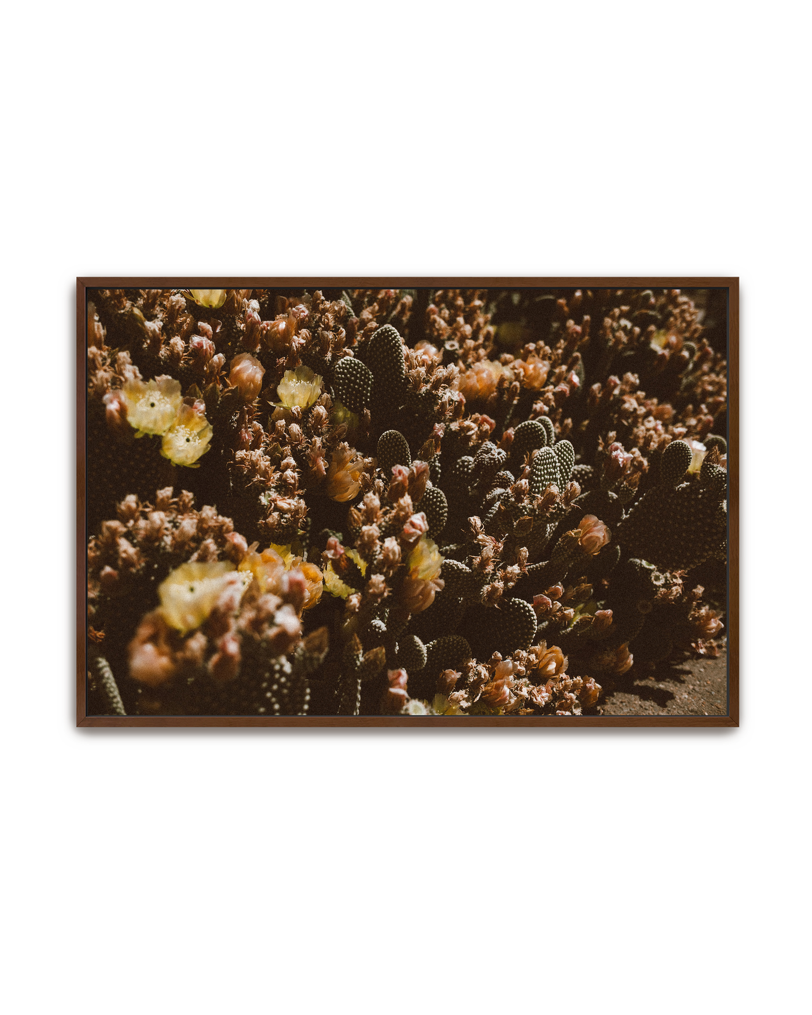 desert-garden-walnut-canvas.png