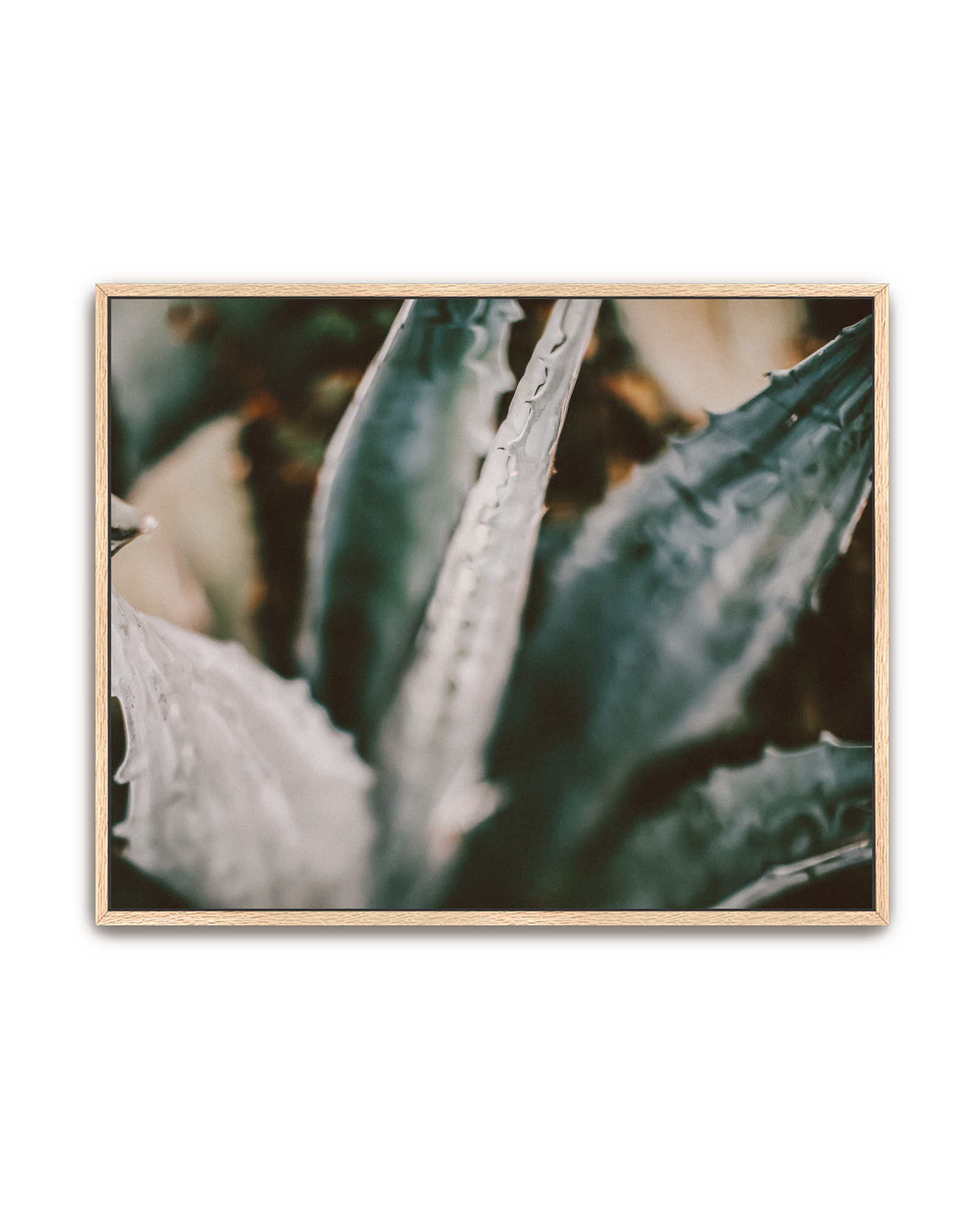 blue-agave-oak-canvas.png