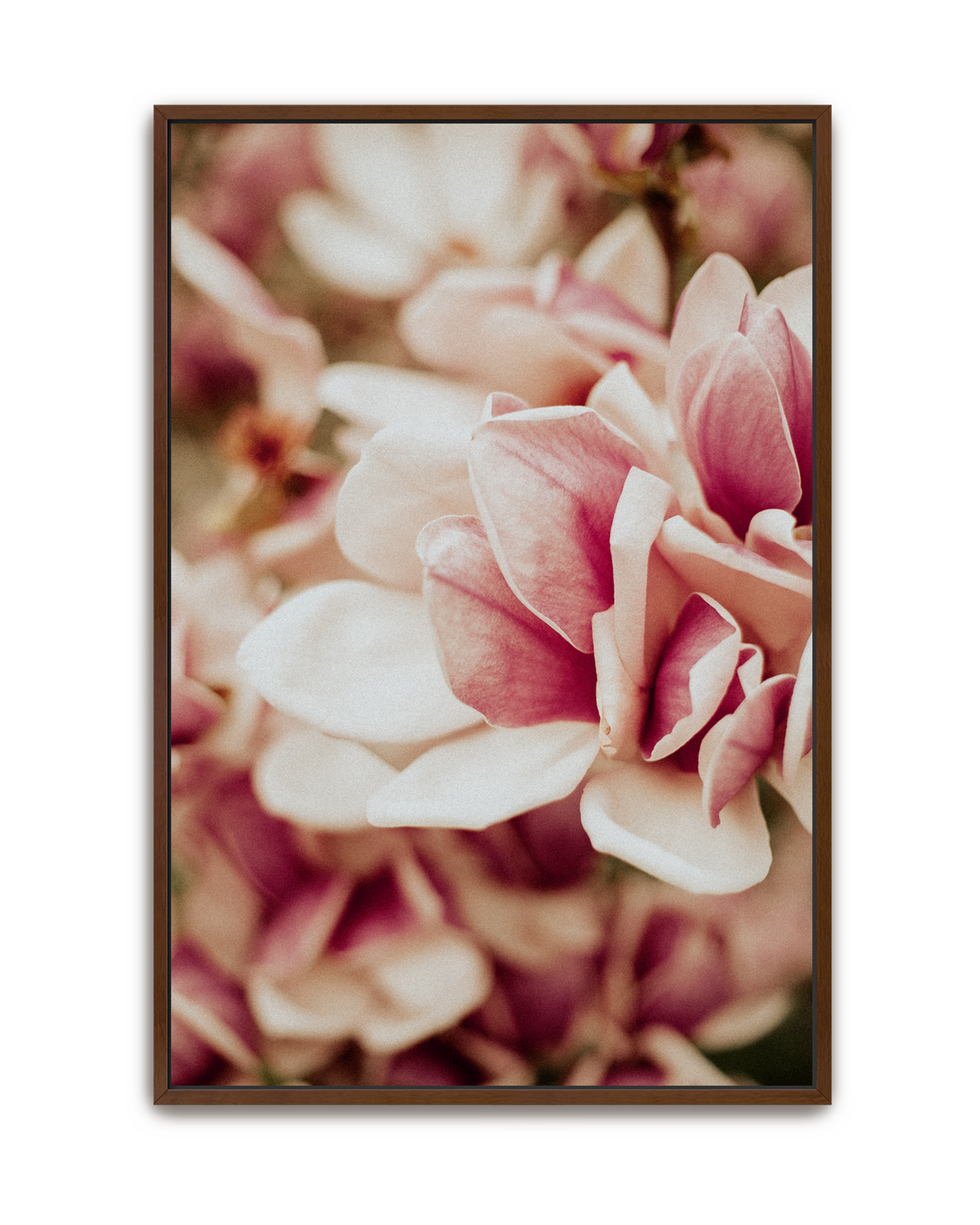 pink-velvet-walnut-canvas.png