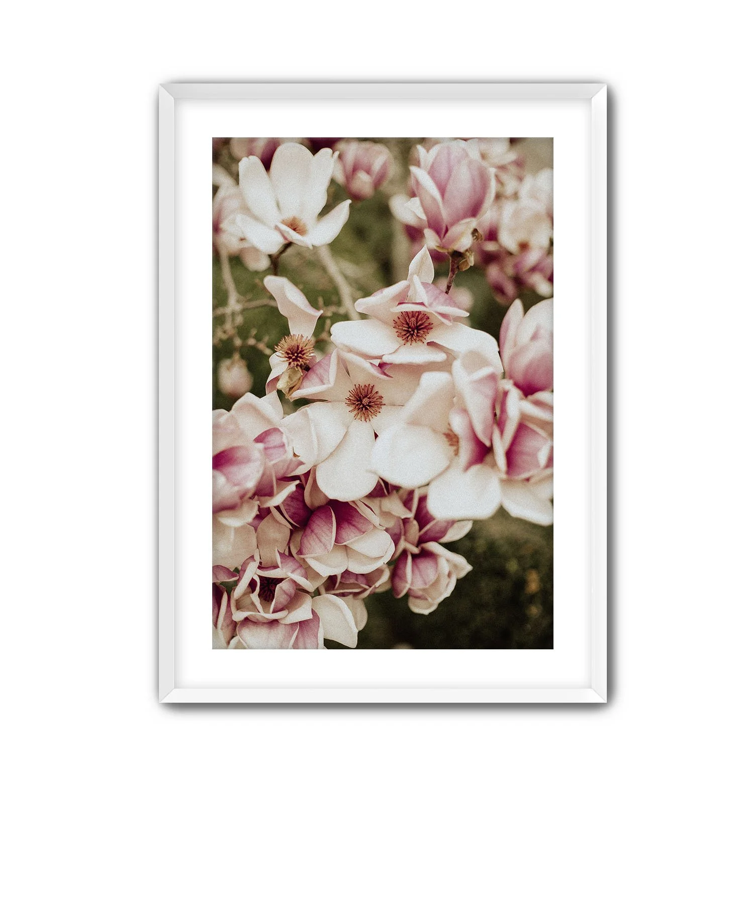 White Frame Magnolia 7.jpg