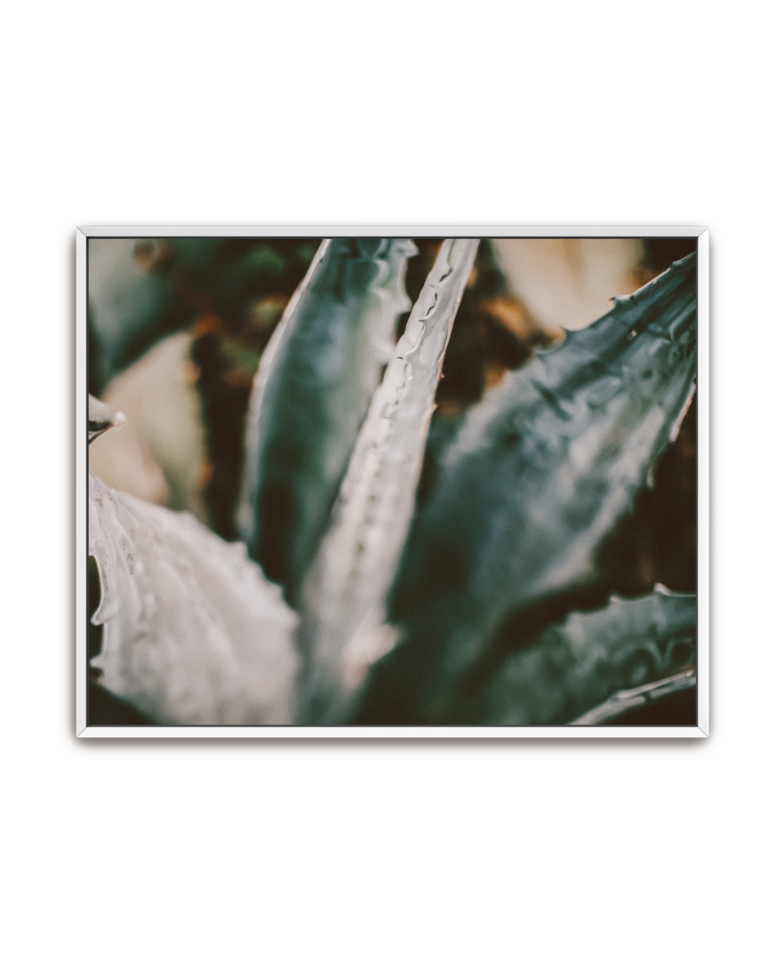 blue-agave-white-canvas.png