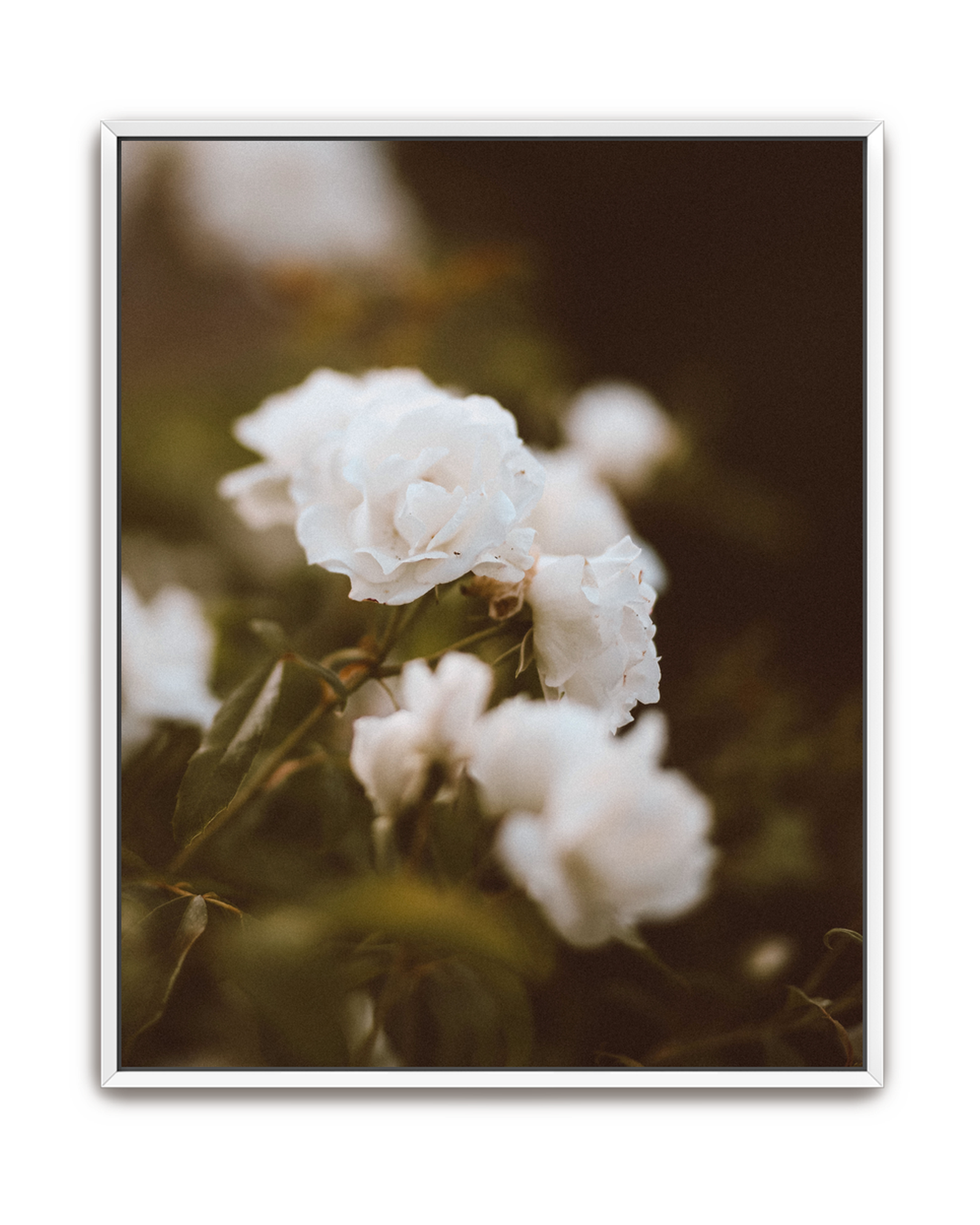 full-bloom-white-canvas.png
