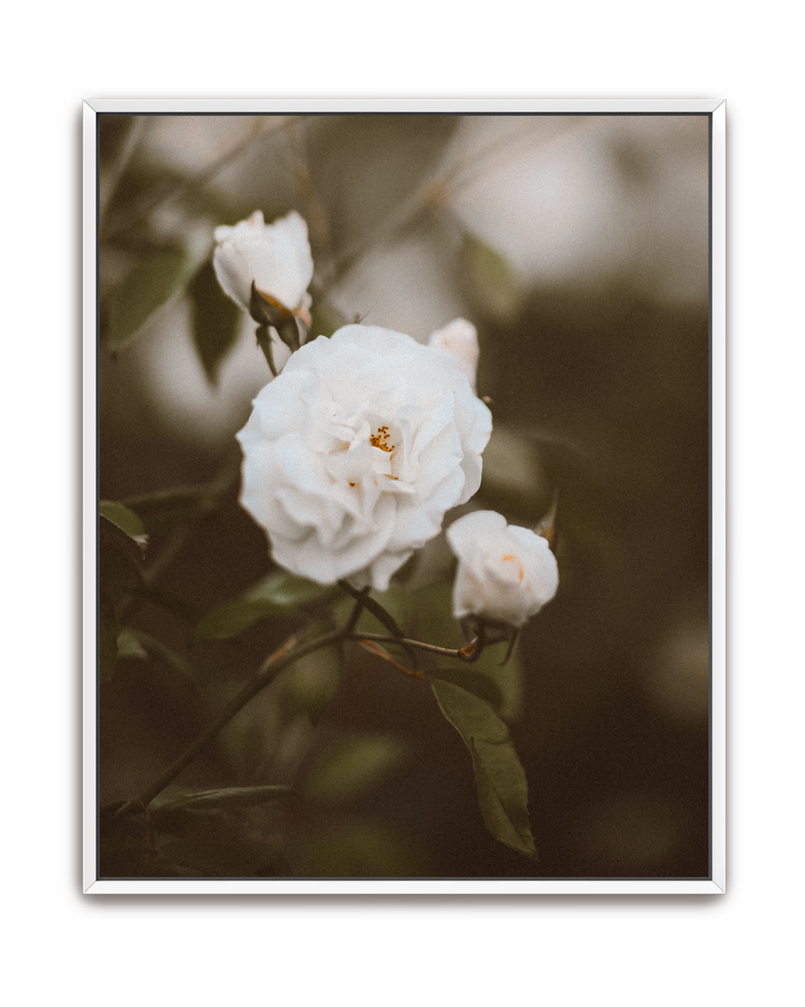 hushed-bloom-white-canvas.png