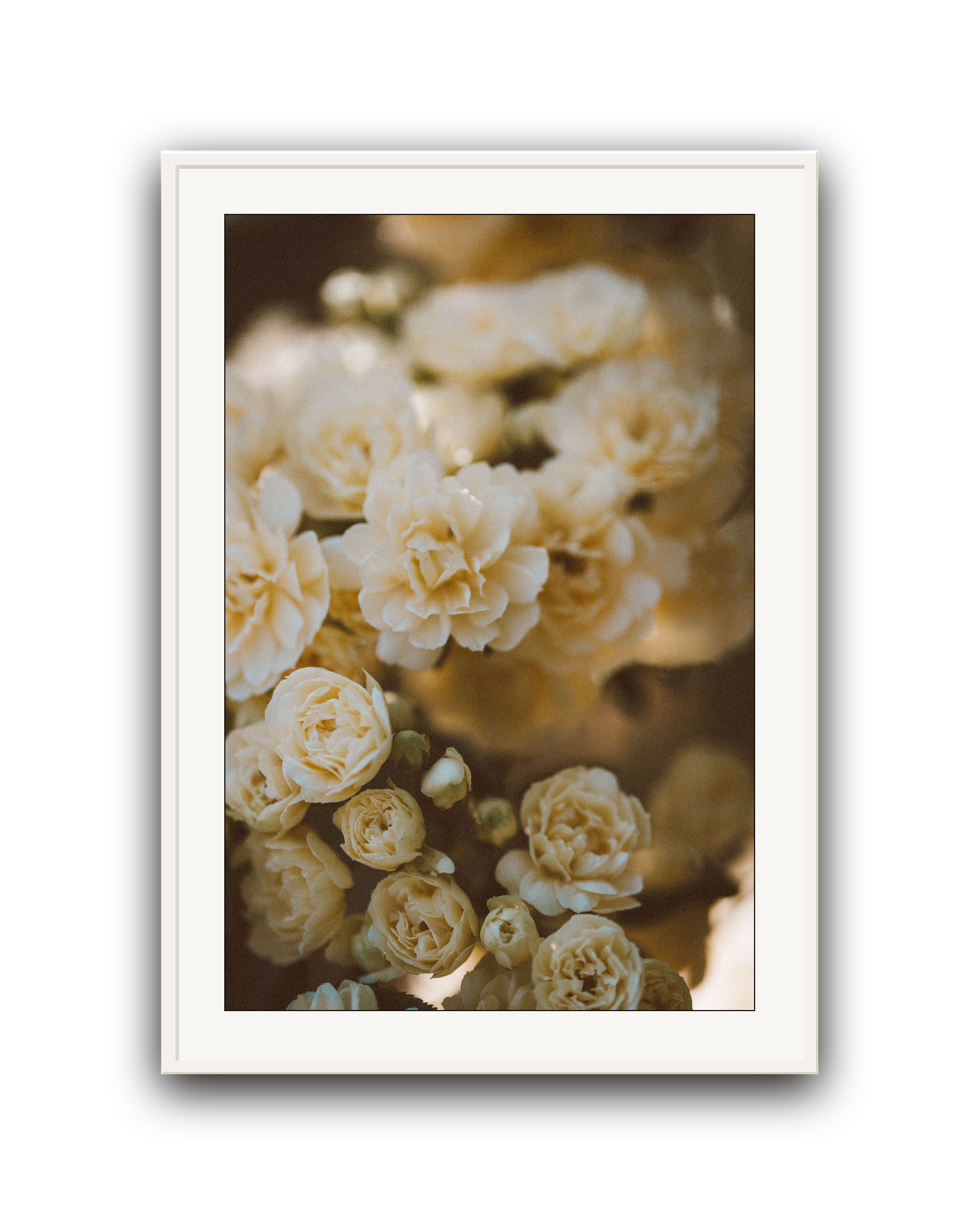 wild-bloom-white-matted.png