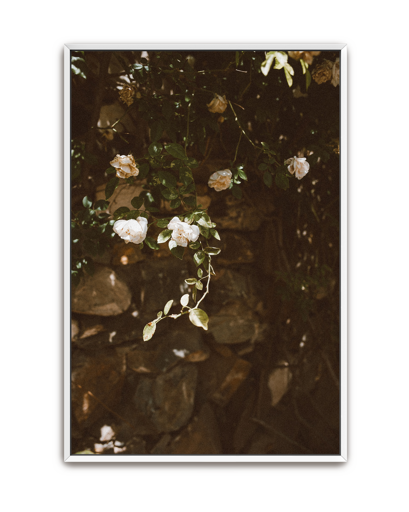 quiet-garden-white-canvas.png