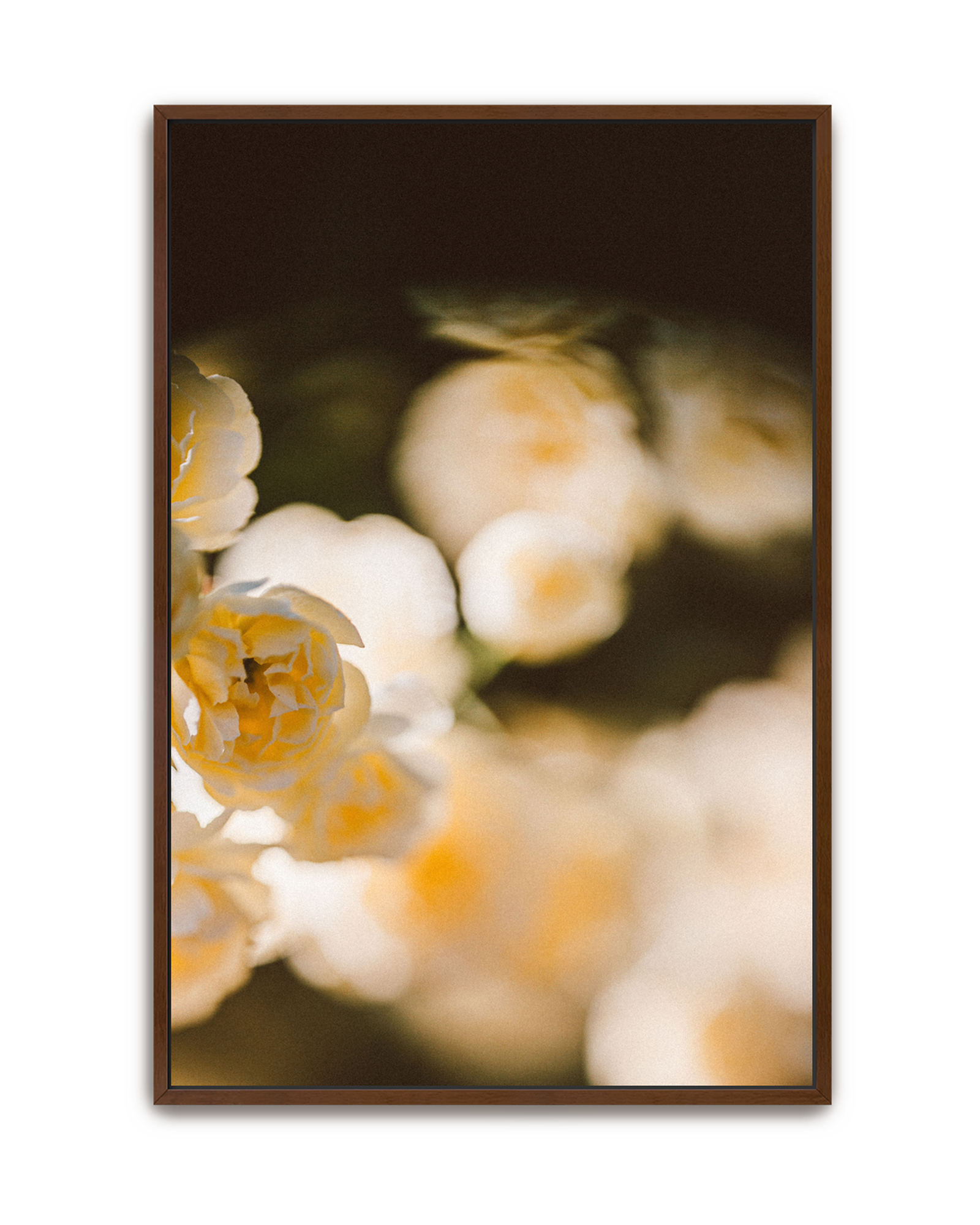 golden-haze-walnut-canvas.png