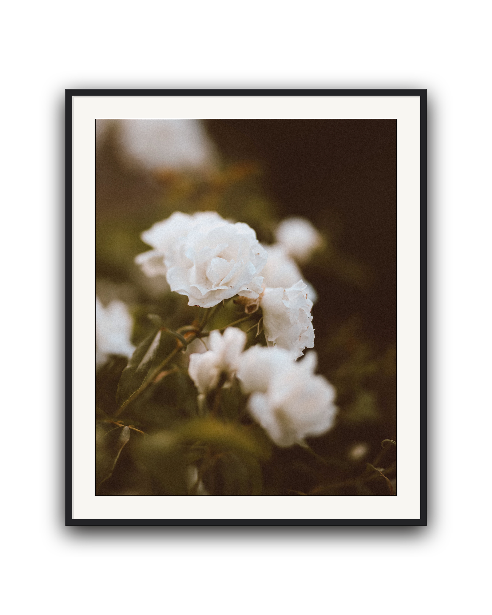 full-bloom-black-matted.png