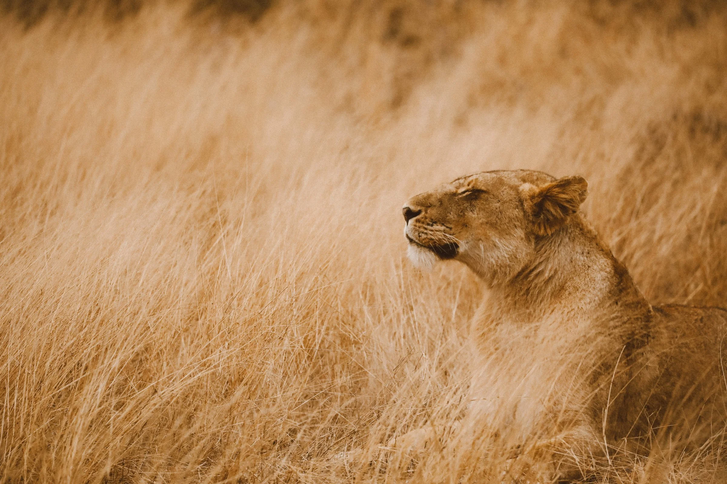lioness-hero.jpg