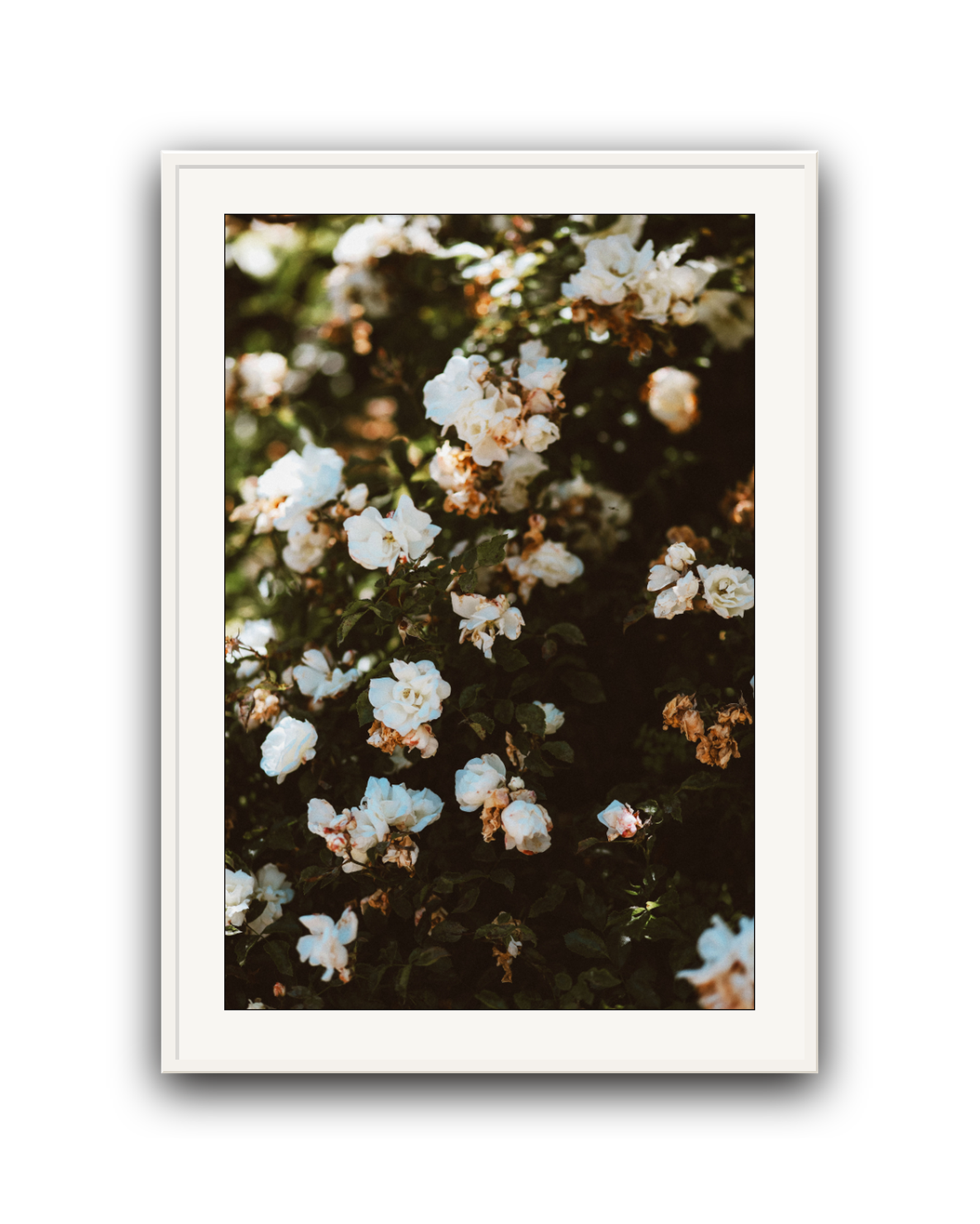 Wild White