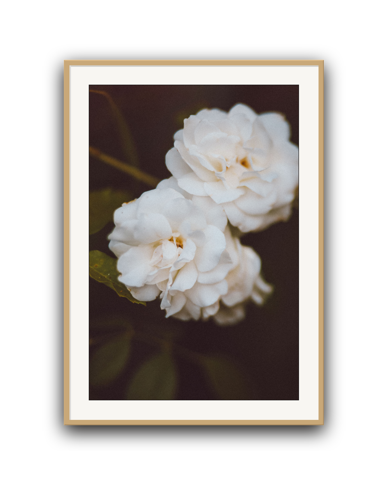 ivory-hush-oak-matted.png