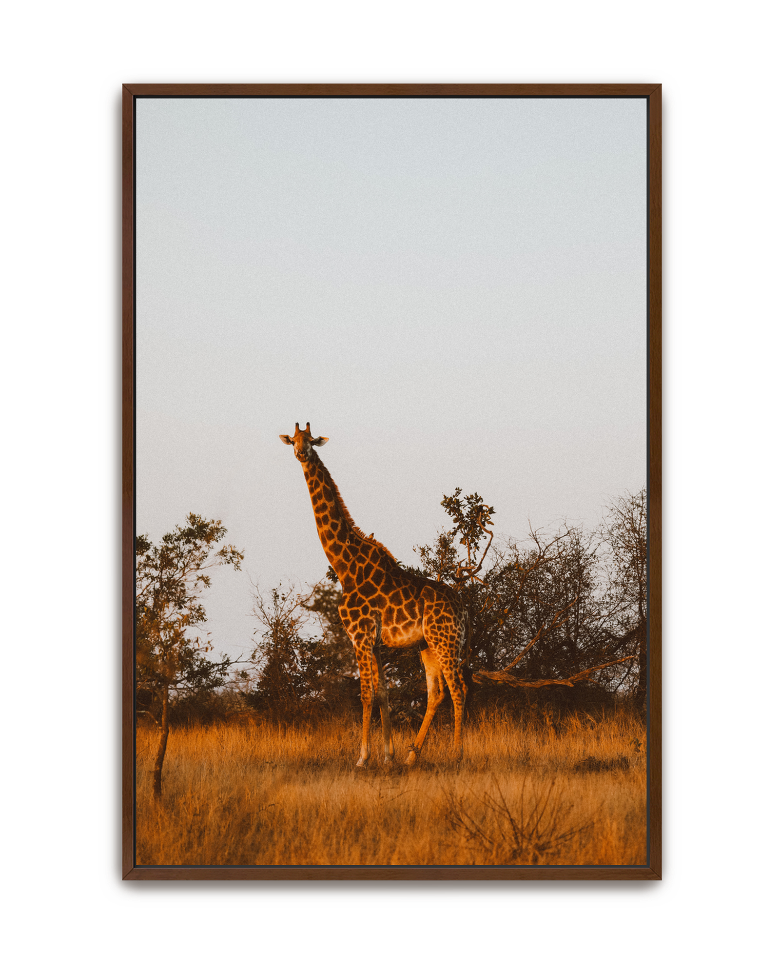giraffe-walnut-canvas.png