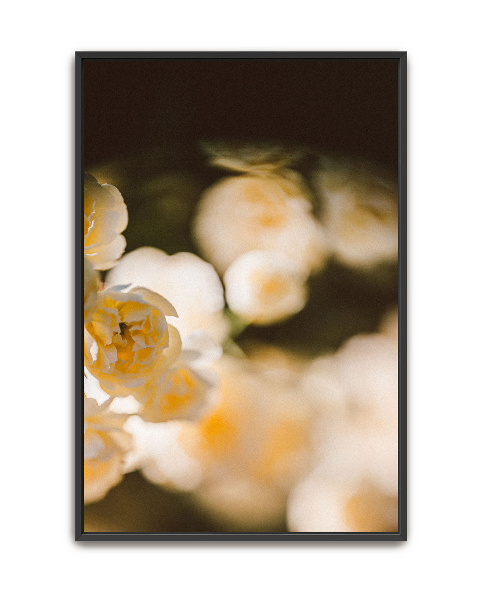 golden-haze-black-canvas.png