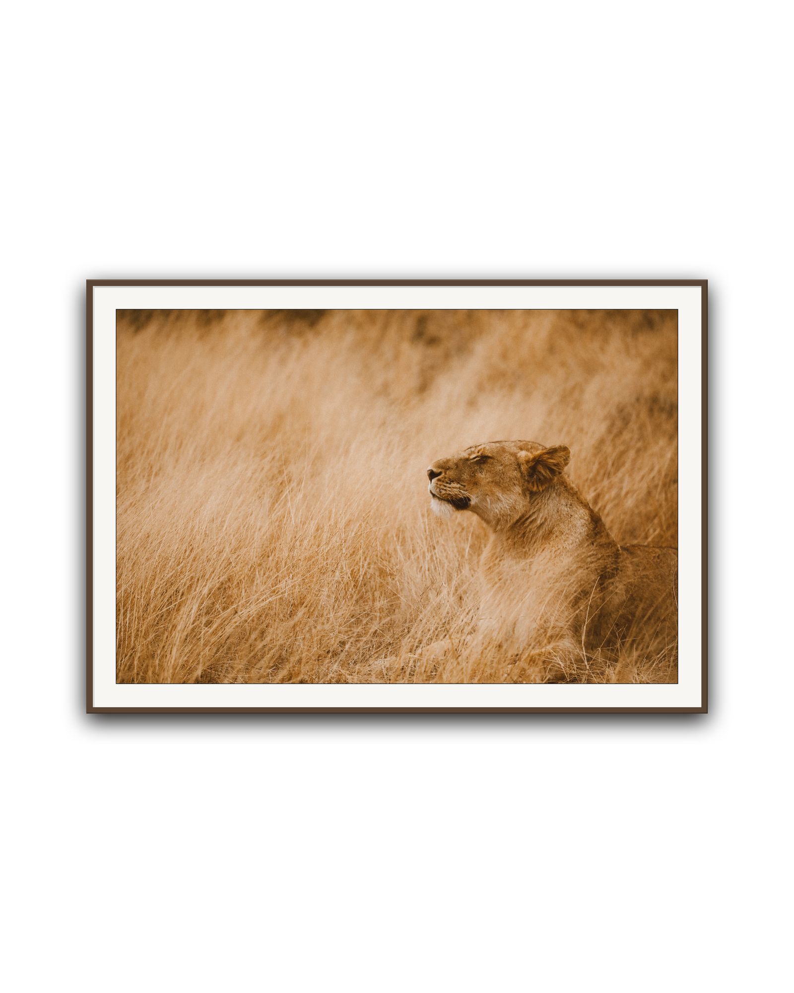 lioness-walnut-matted.png