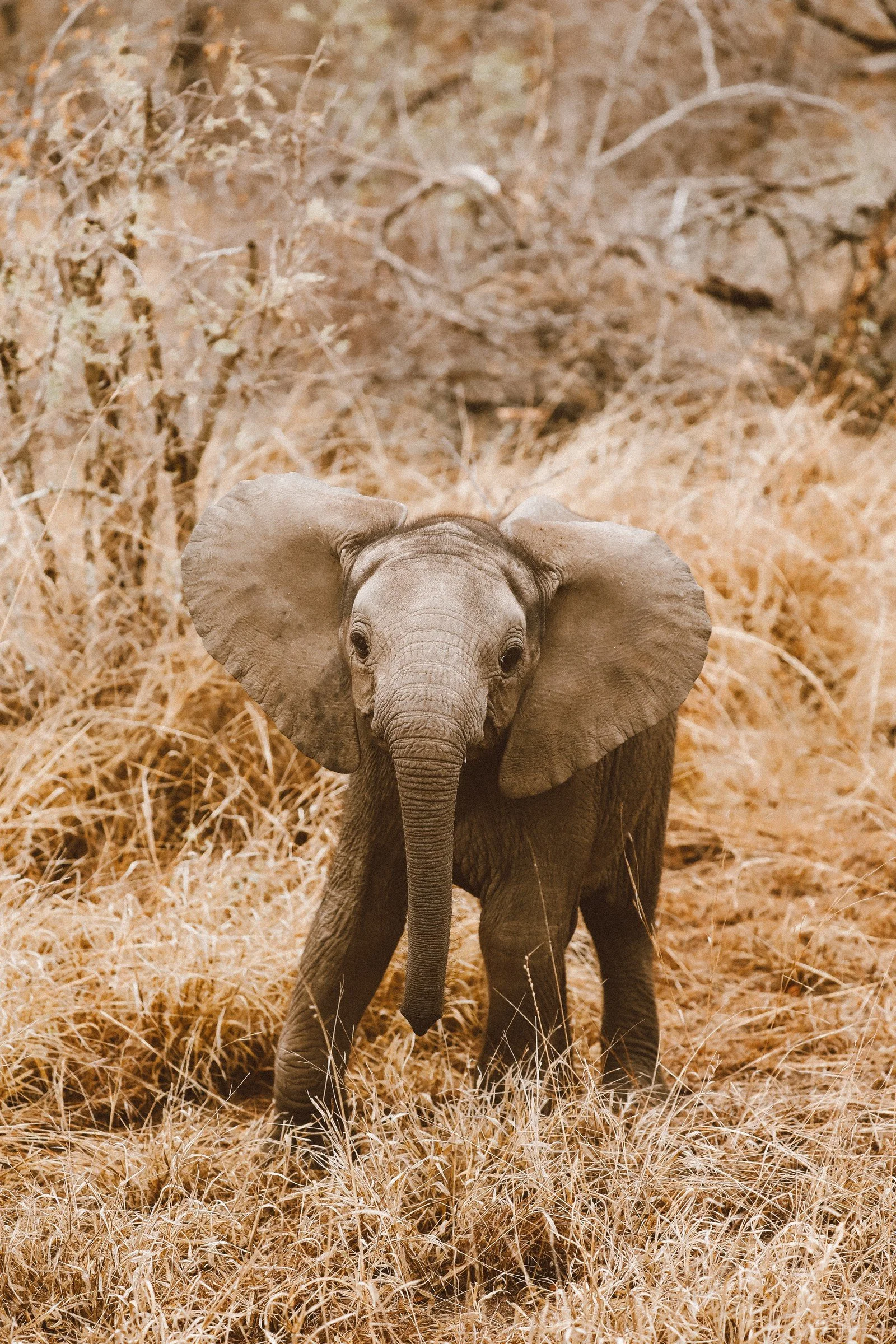 elephant-hero.jpg