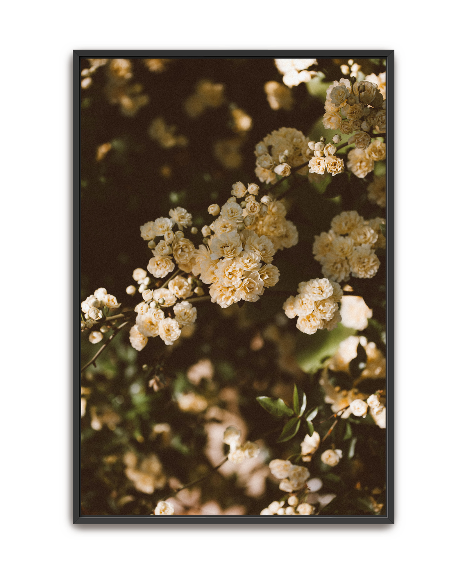 wandering-vine-black-canvas.png