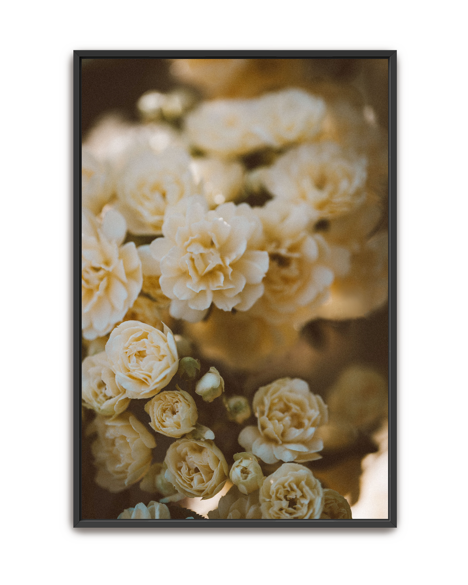 wild-bloom-black-canvas.png