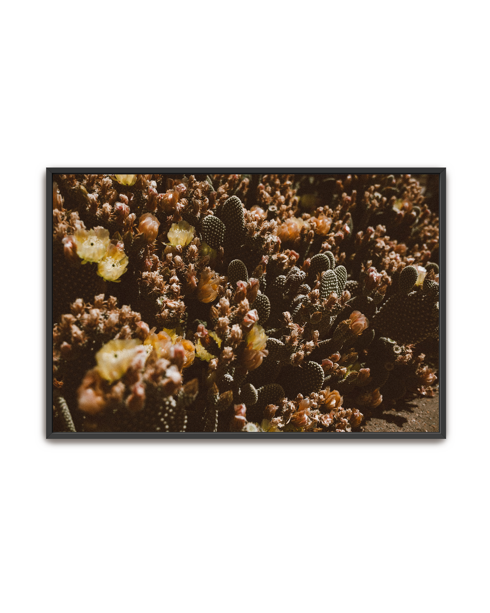desert-garden-black-canvas.png