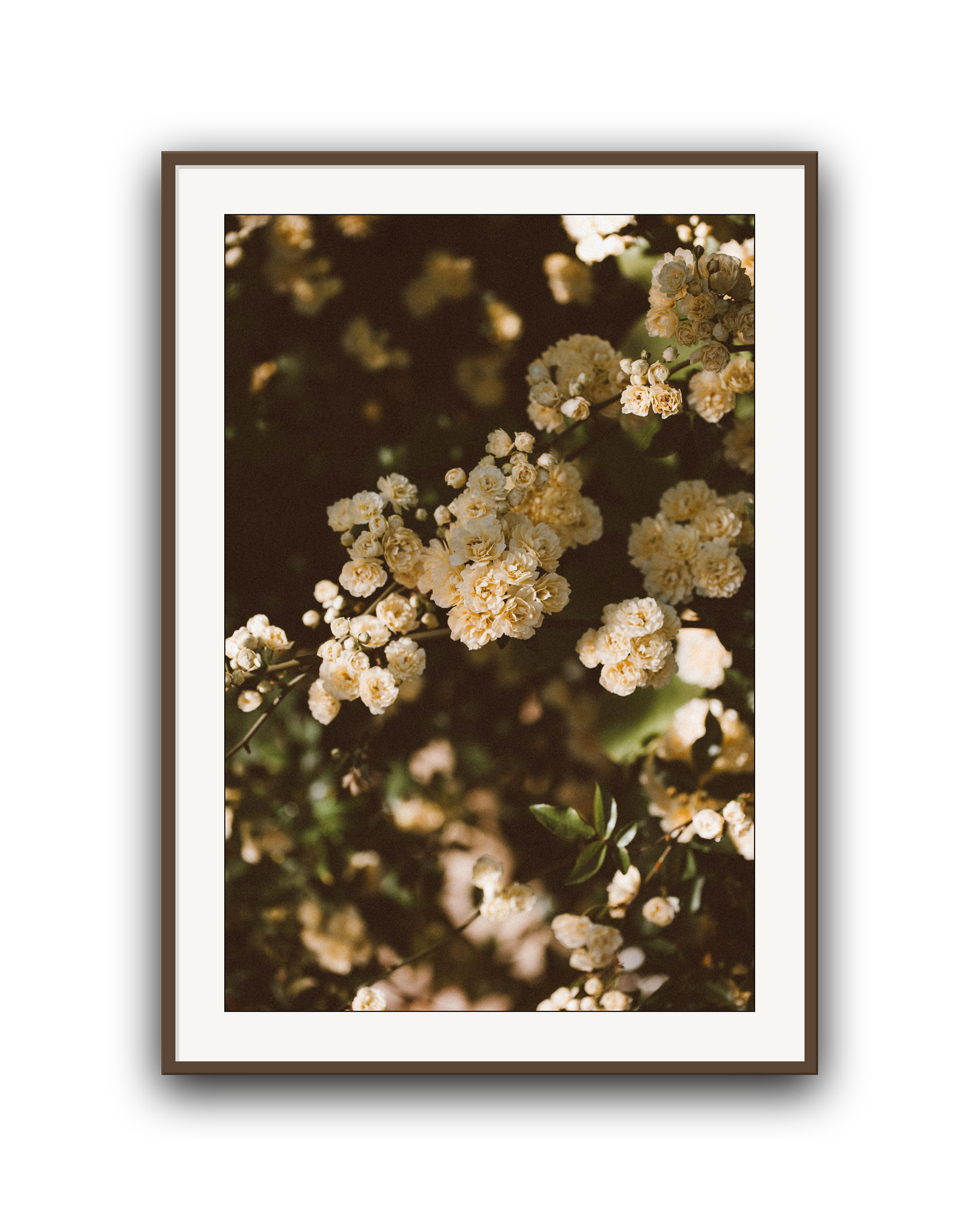 wandering-vine-walnut-matted.png