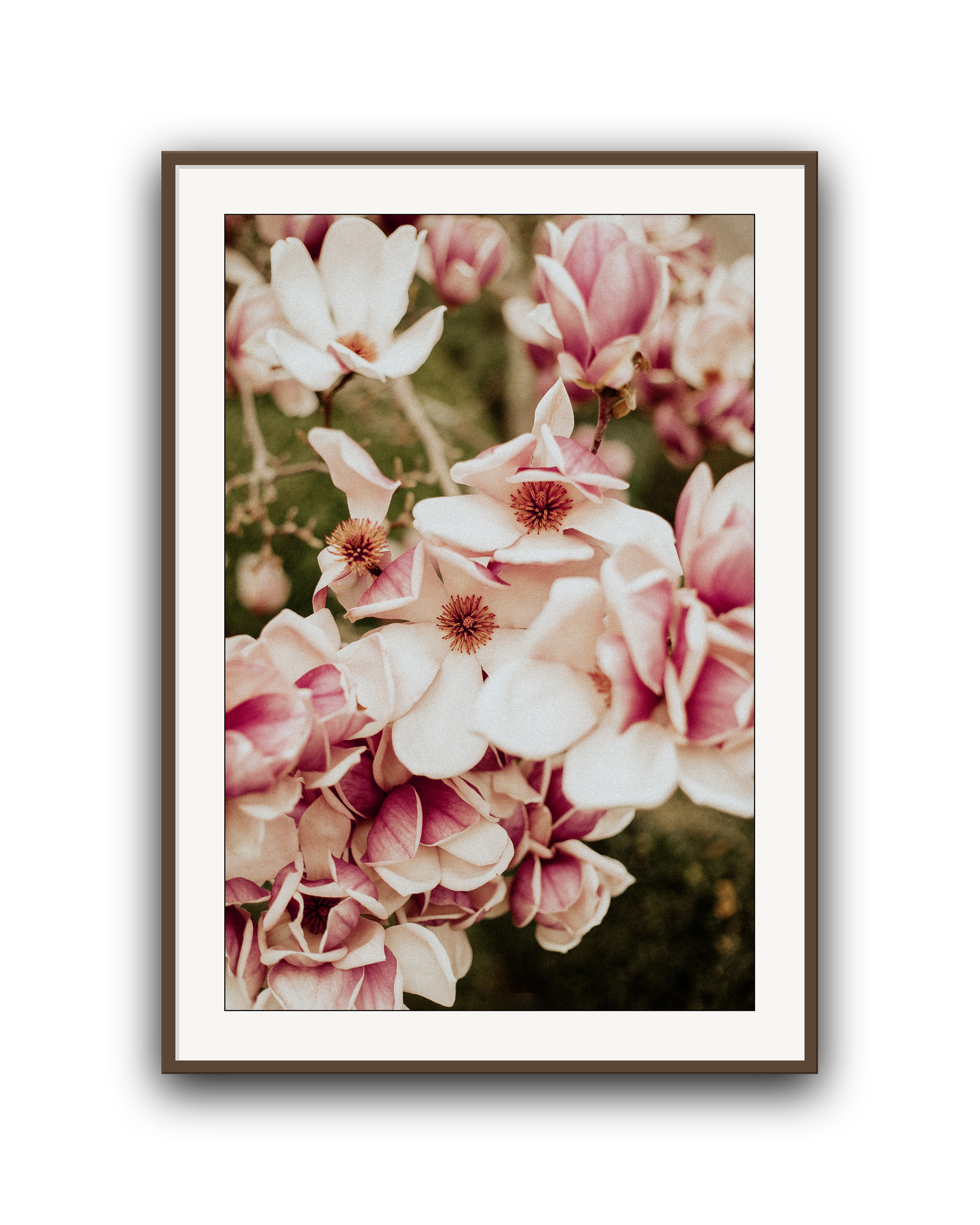 starlight-walnut-matted.png